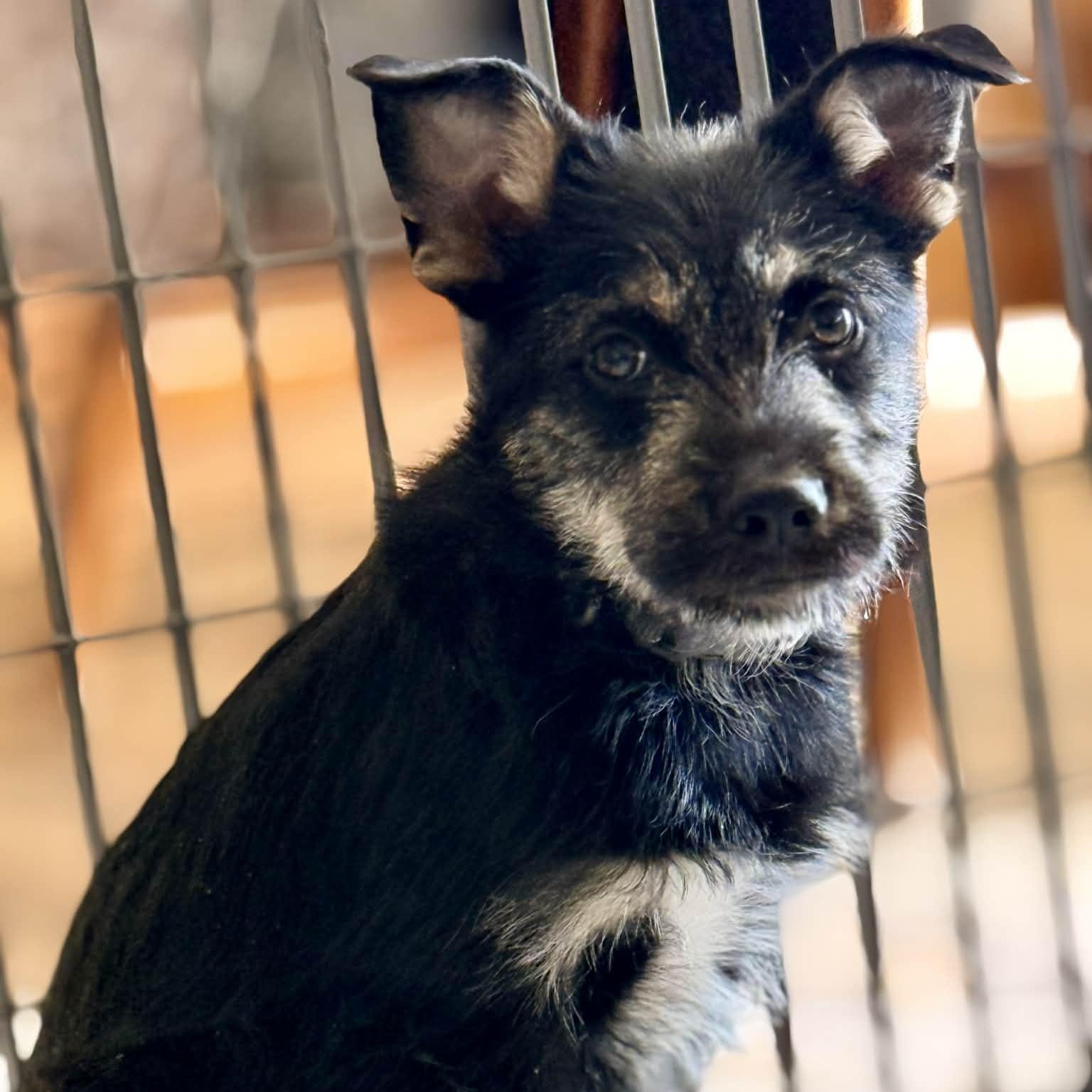 Chrissy, a ADOPTABLE mixed breed in McHenry, IL image 1/4