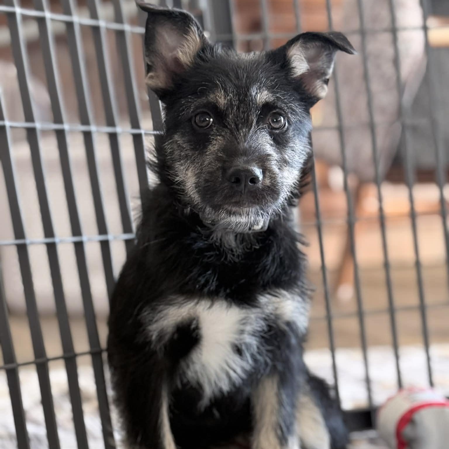 Chrissy, a ADOPTABLE mixed breed in McHenry, IL image 4/4