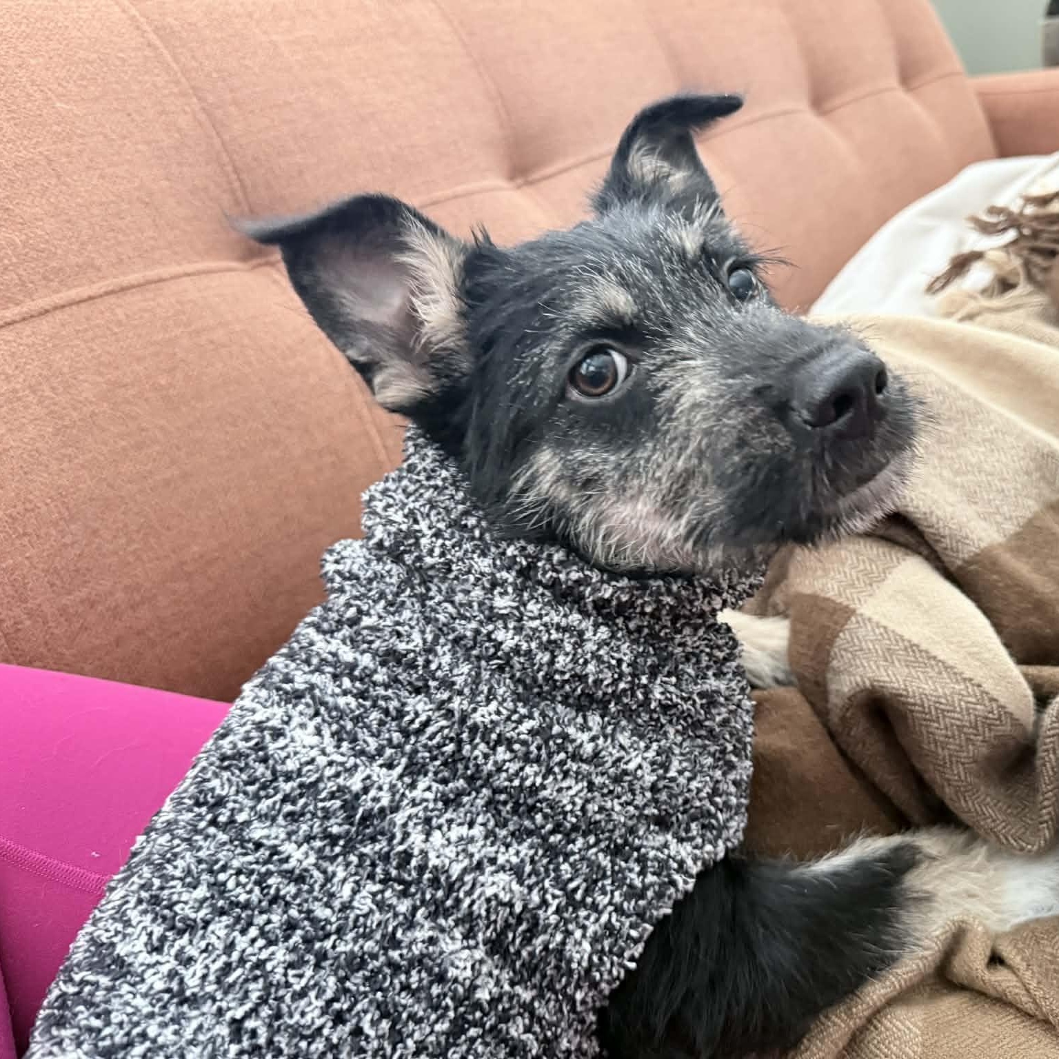 Chrissy, a ADOPTABLE mixed breed in McHenry, IL image 2/4