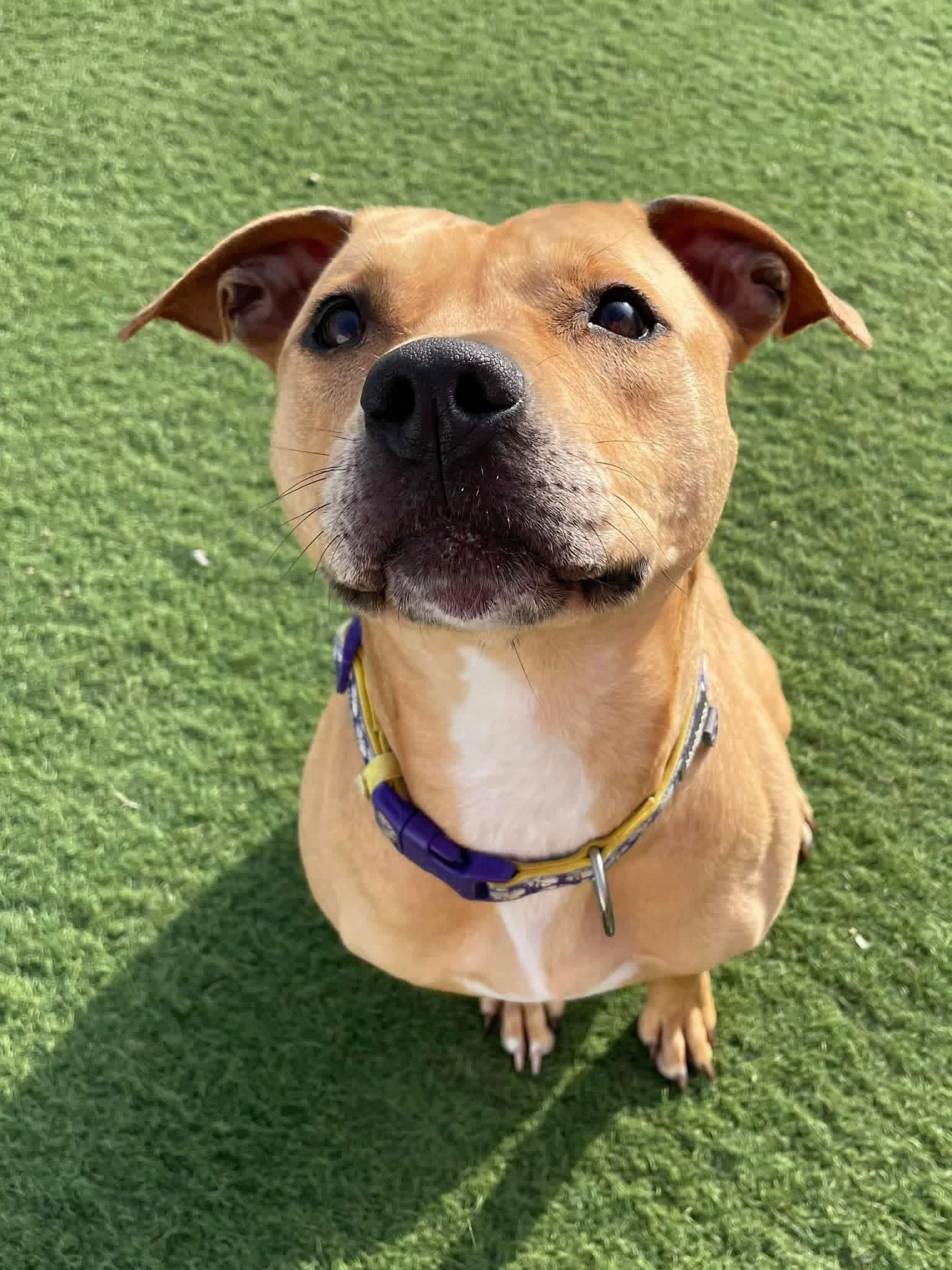 Enlarge Faith, a ADOPTABLE Pit Bull Terrier in La Crosse, WI image 4/4