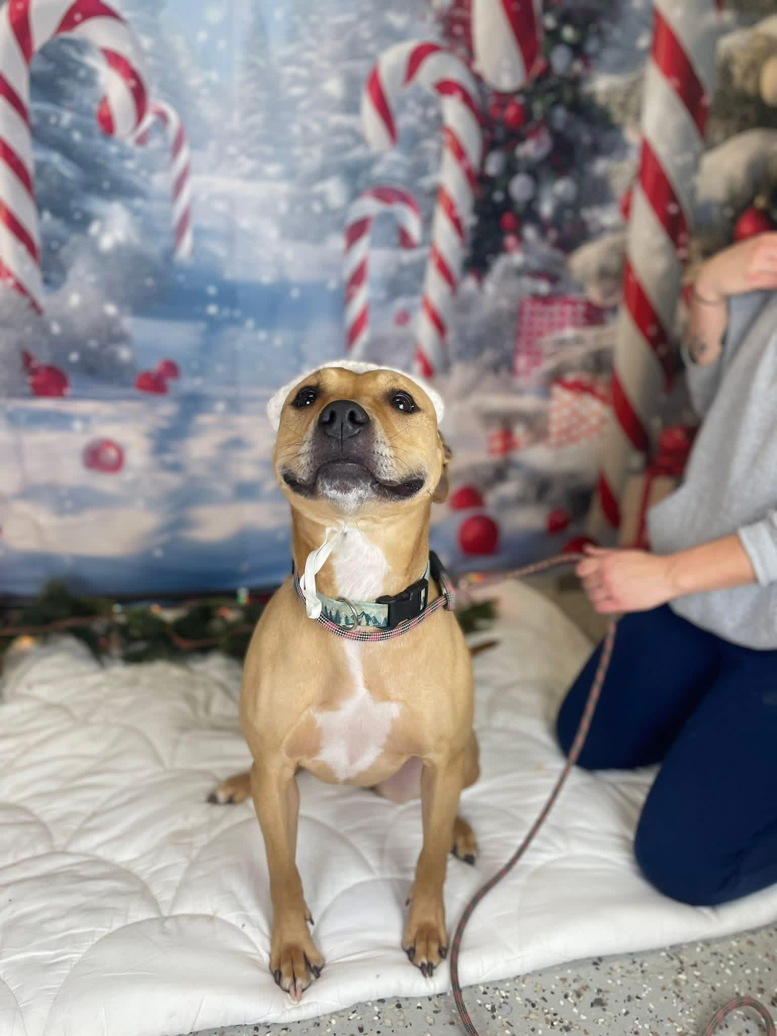 Enlarge Faith, a ADOPTABLE Pit Bull Terrier in La Crosse, WI image 2/4