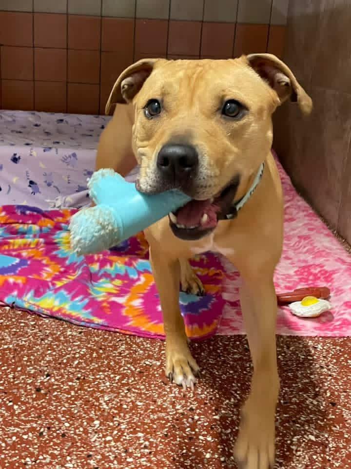 Faith, ADOPTABLE, Adult Female Pit Bull Terrier.