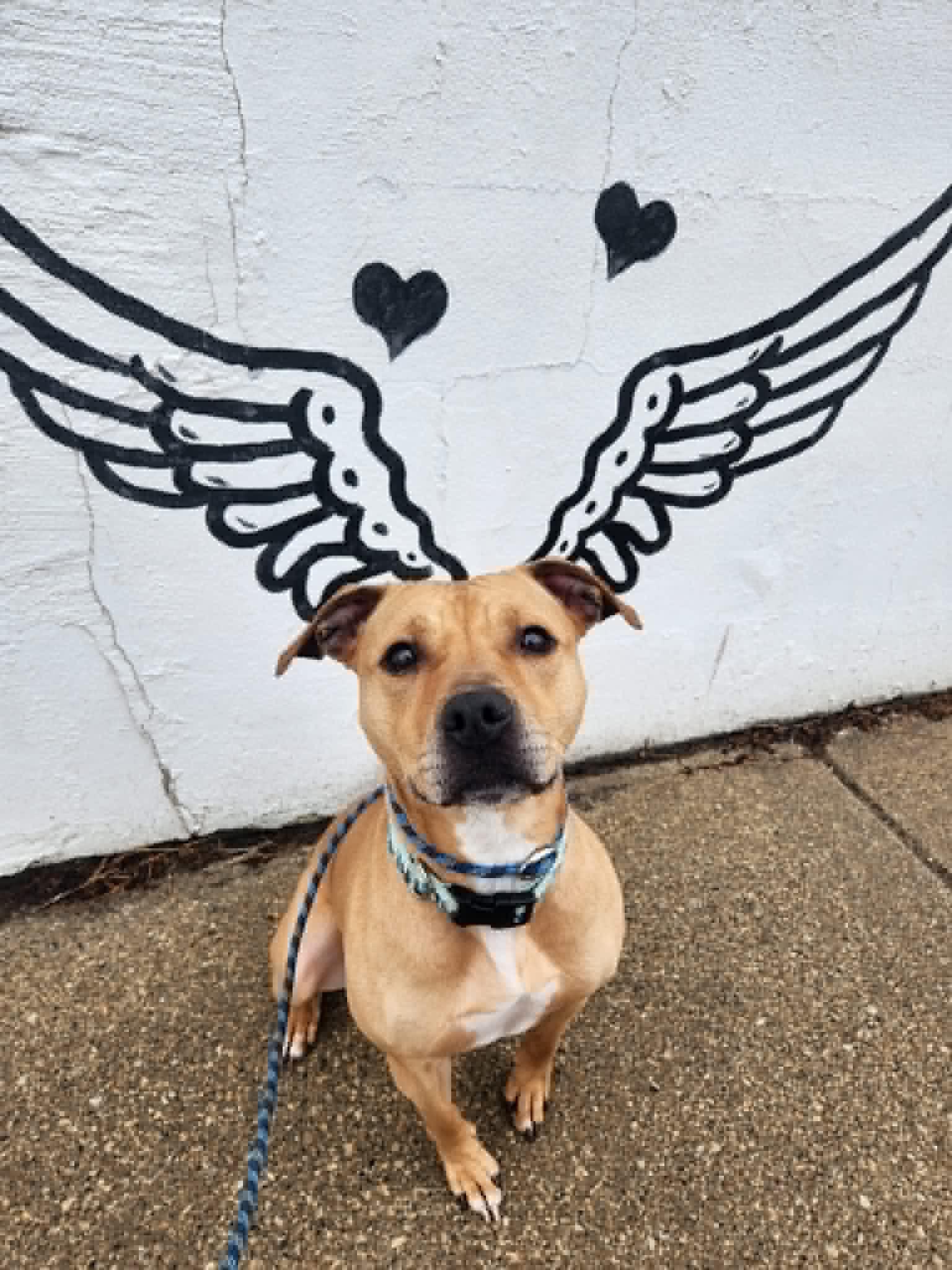 Enlarge Faith, a ADOPTABLE Pit Bull Terrier in La Crosse, WI image 3/4