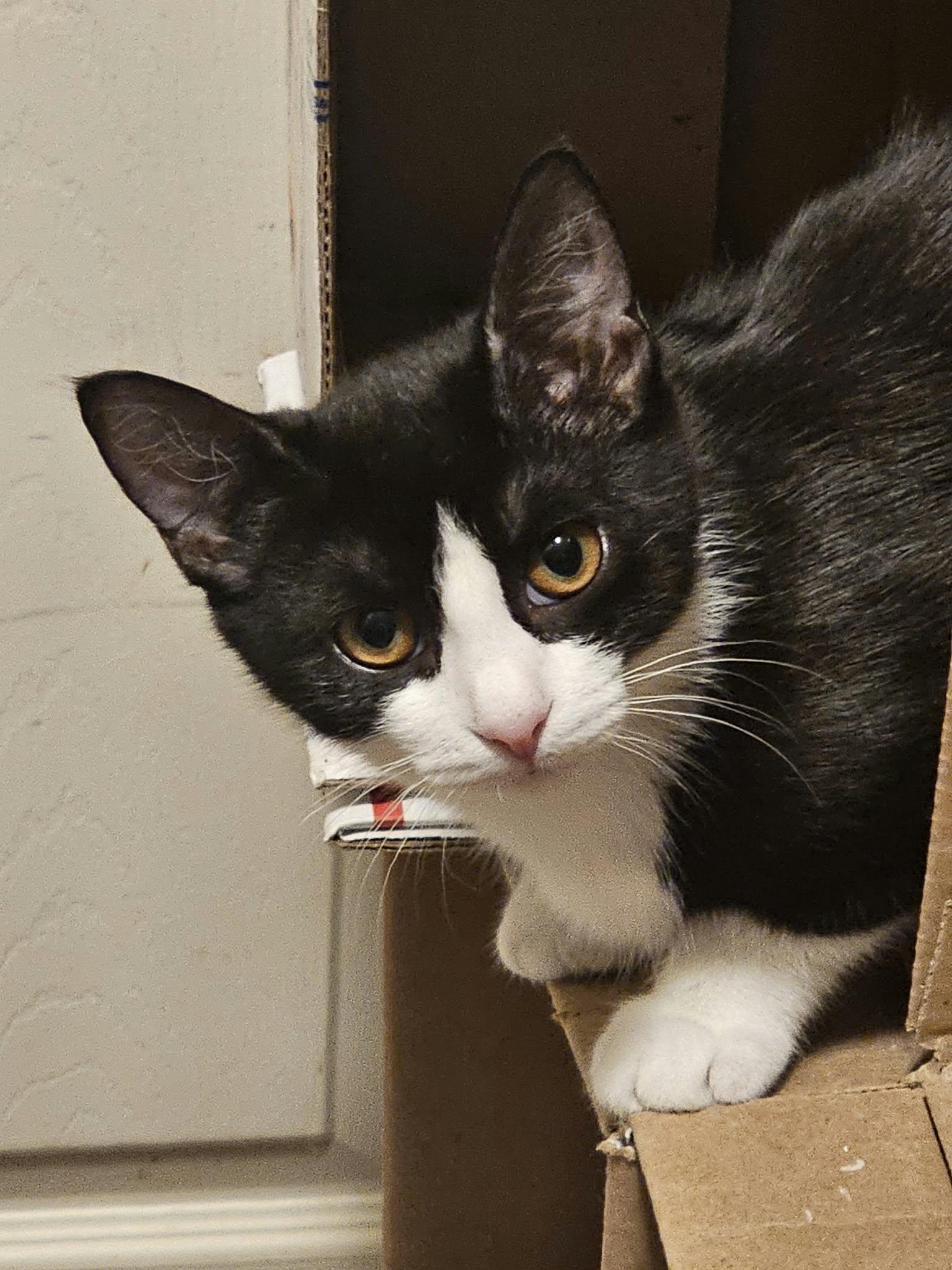 Enlarge Lita, a Adopted Domestic Short Hair in Belchertown, MA image 1/2