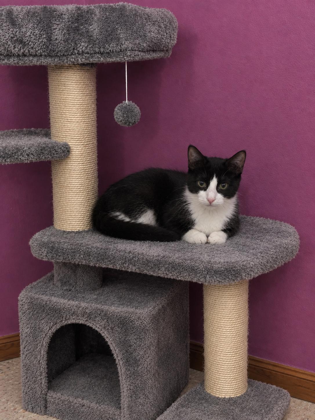 Enlarge Lita, a Adopted Domestic Short Hair in Belchertown, MA image 2/2