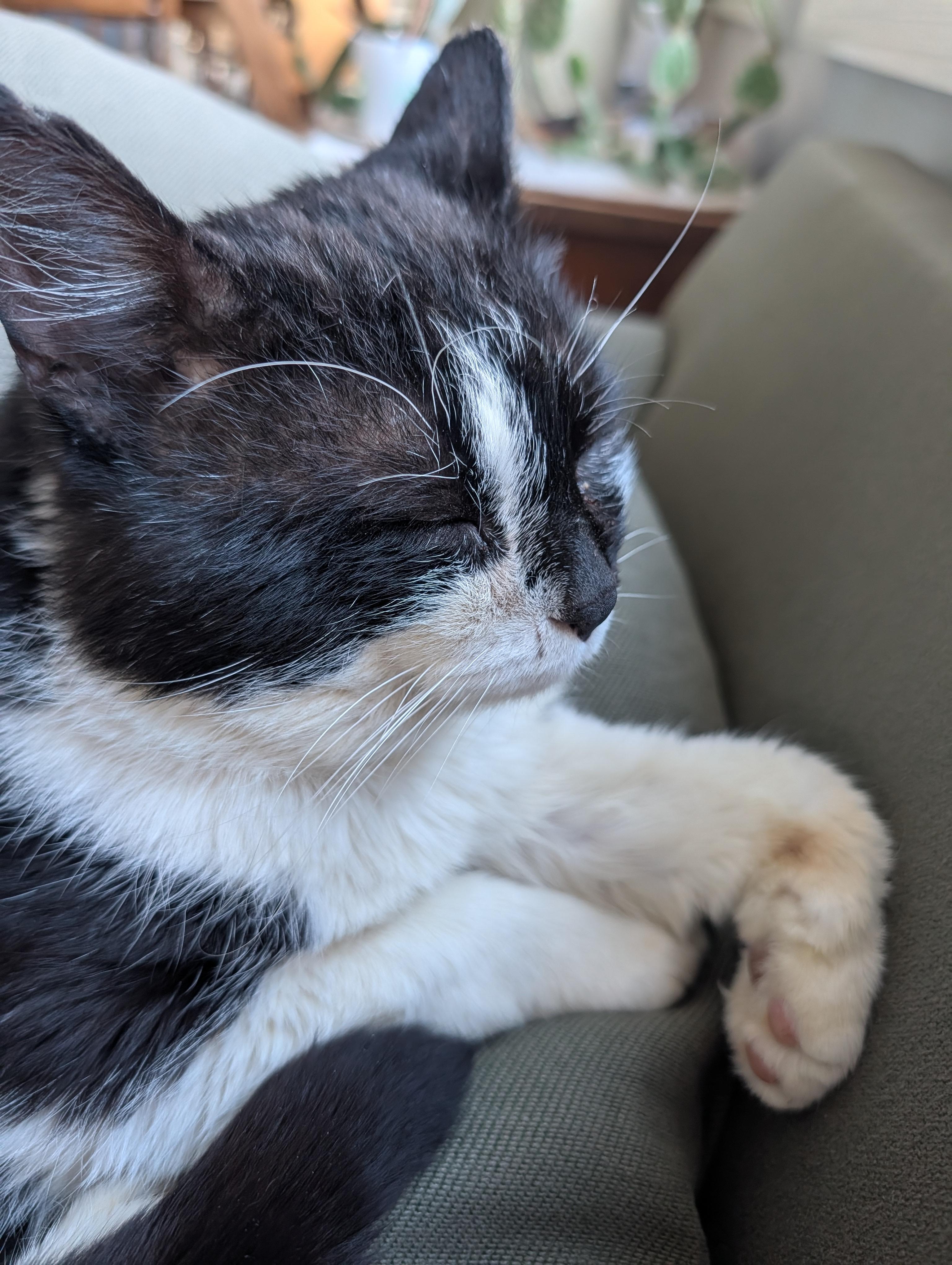 Snoopy, Adoptable, Adult Male Domestic Short Hair.