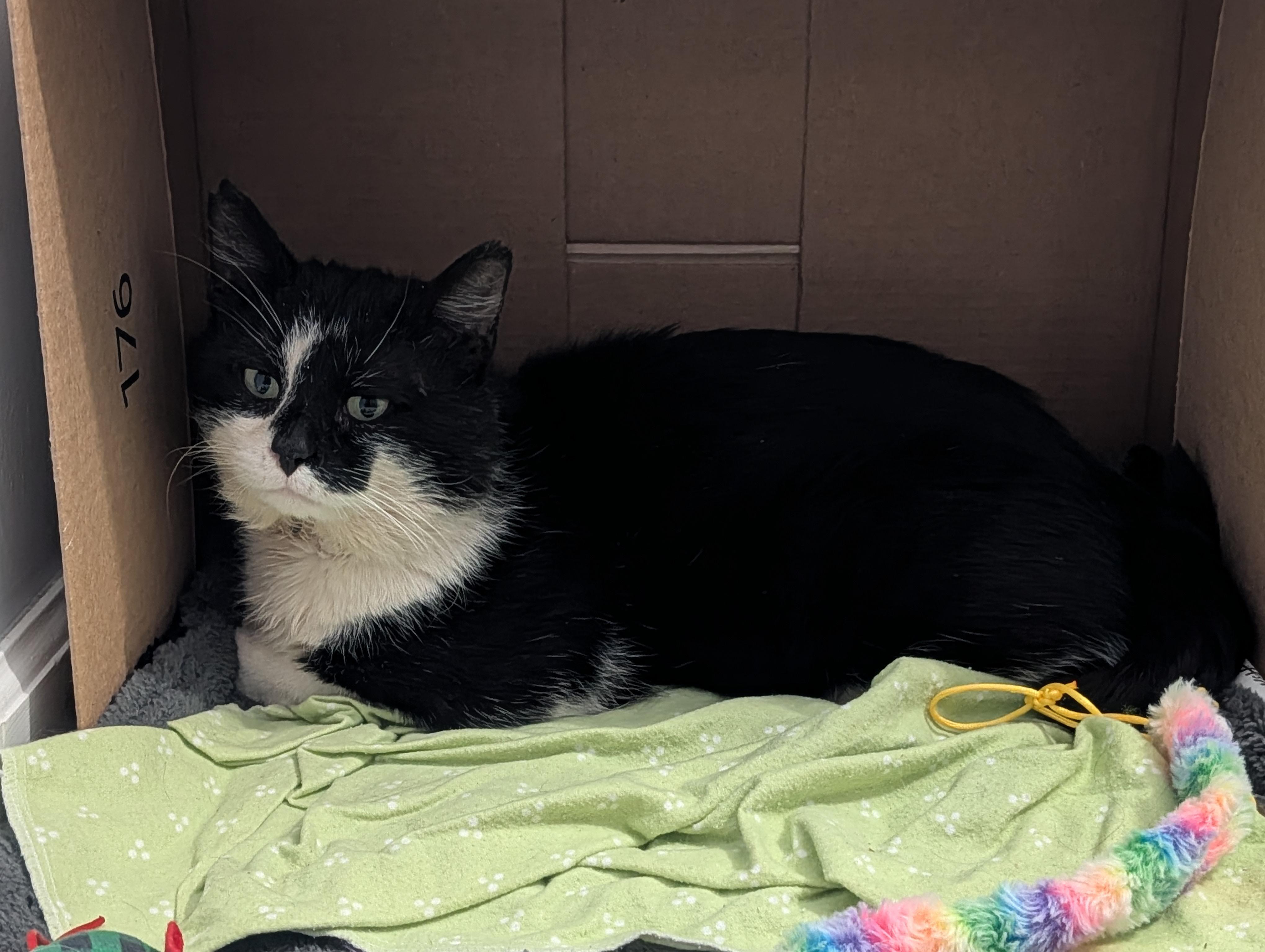 Snoopy, a Adoptable Domestic Short Hair in Burlington, VT image 2/5
