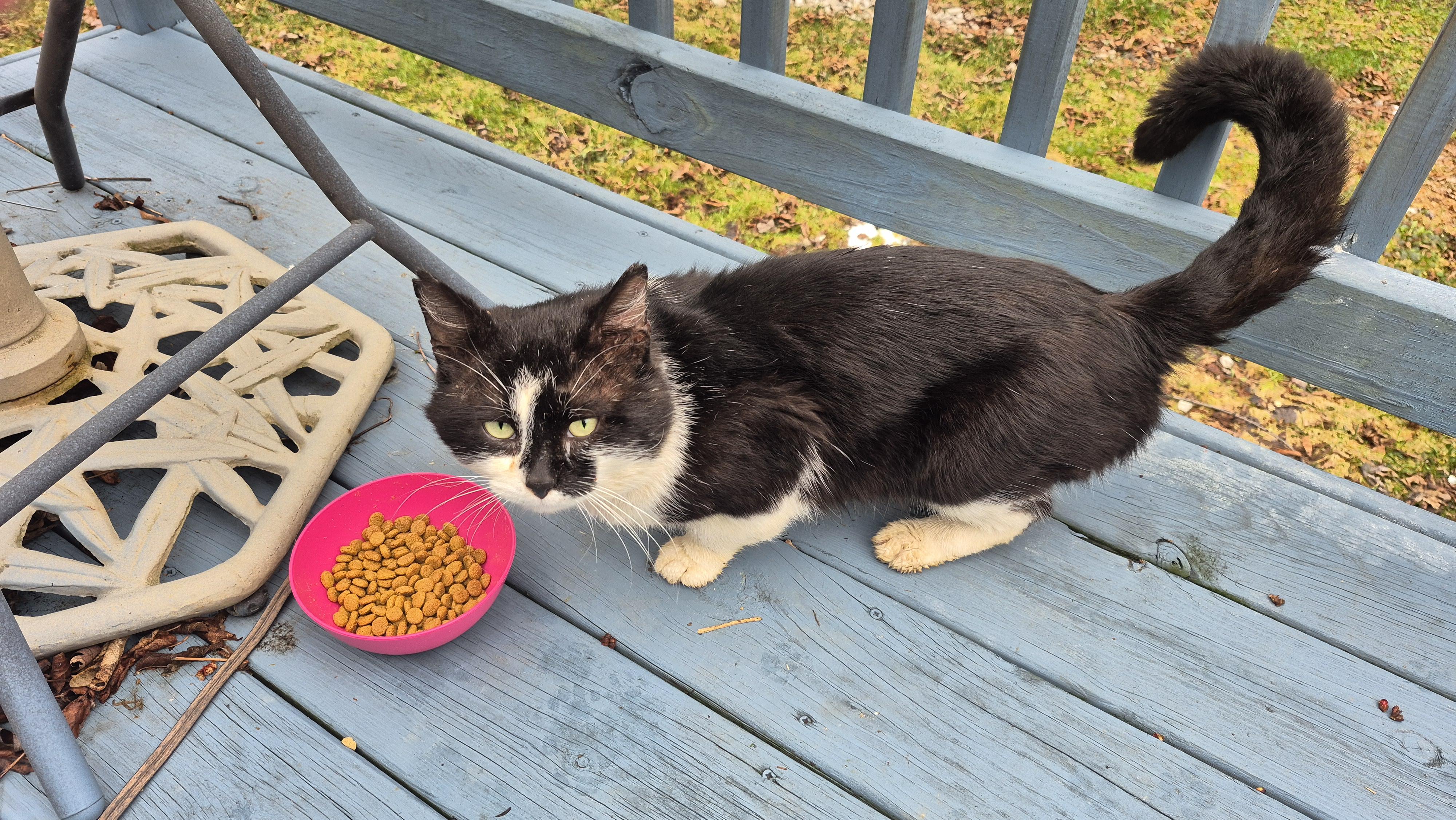 Snoopy, a Adoptable Domestic Short Hair in Burlington, VT image 3/5
