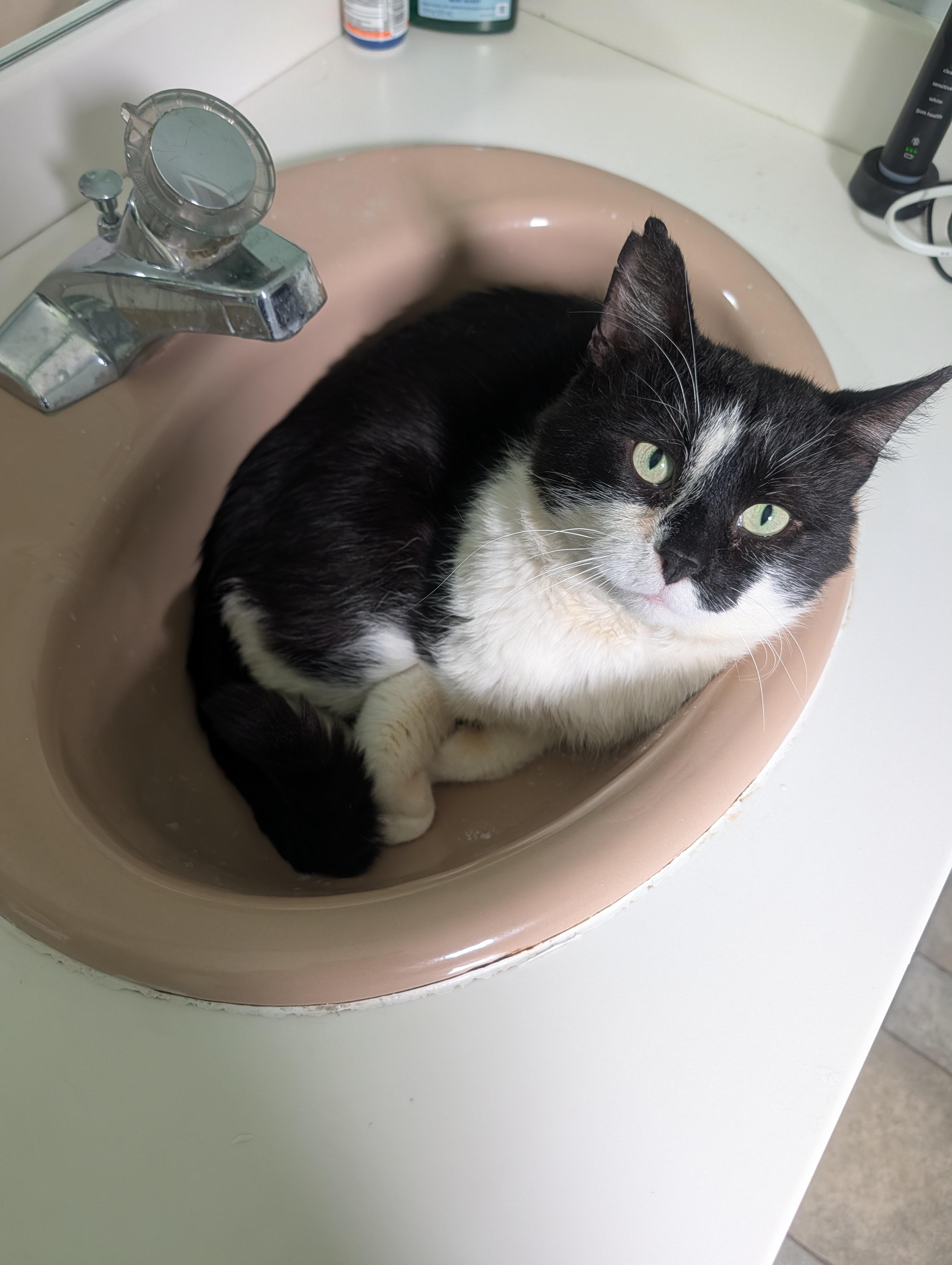 Snoopy, a Adoptable Domestic Short Hair in Burlington, VT image 4/5