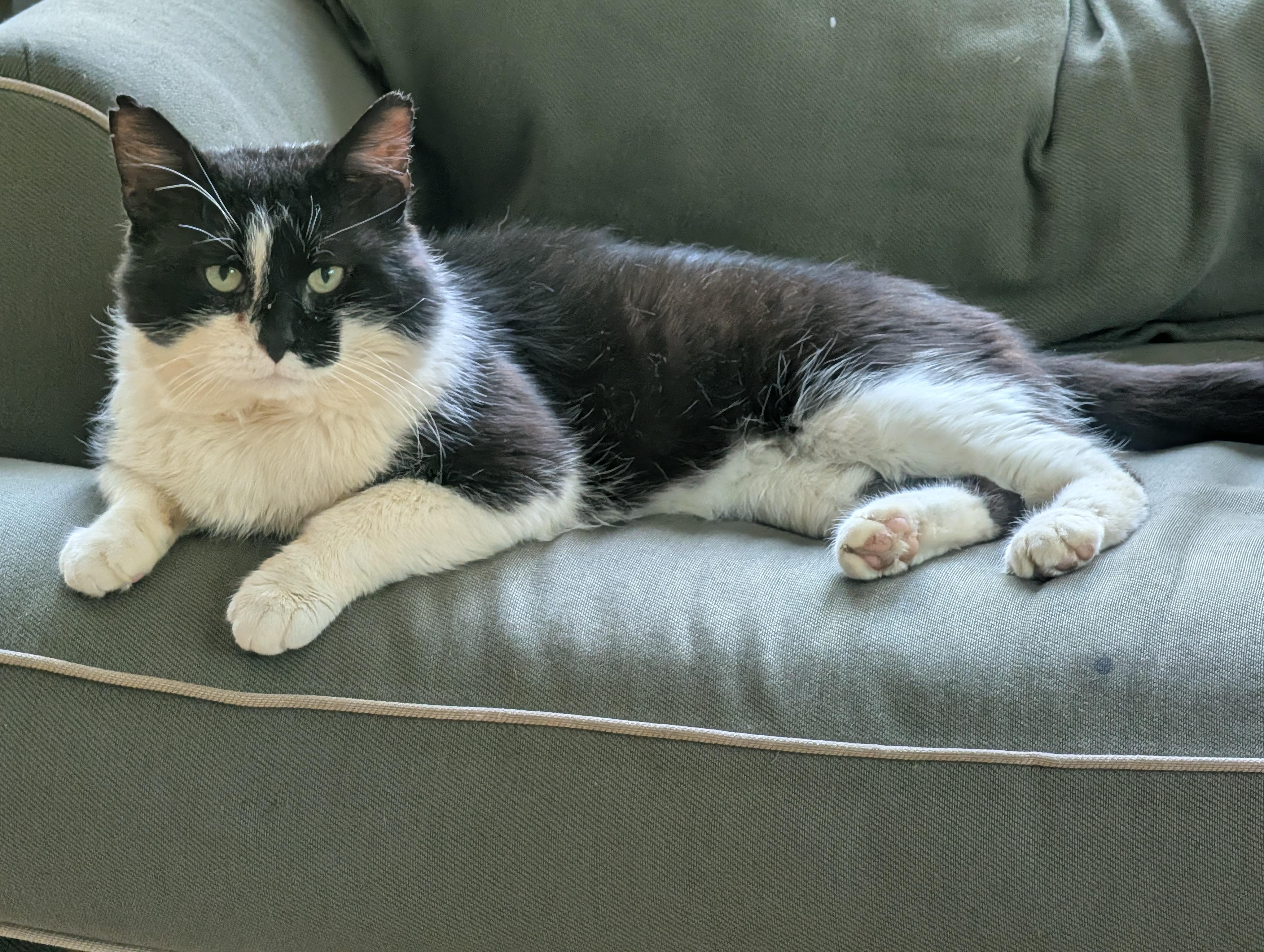 Snoopy, a Adoptable Domestic Short Hair in Burlington, VT image 5/5