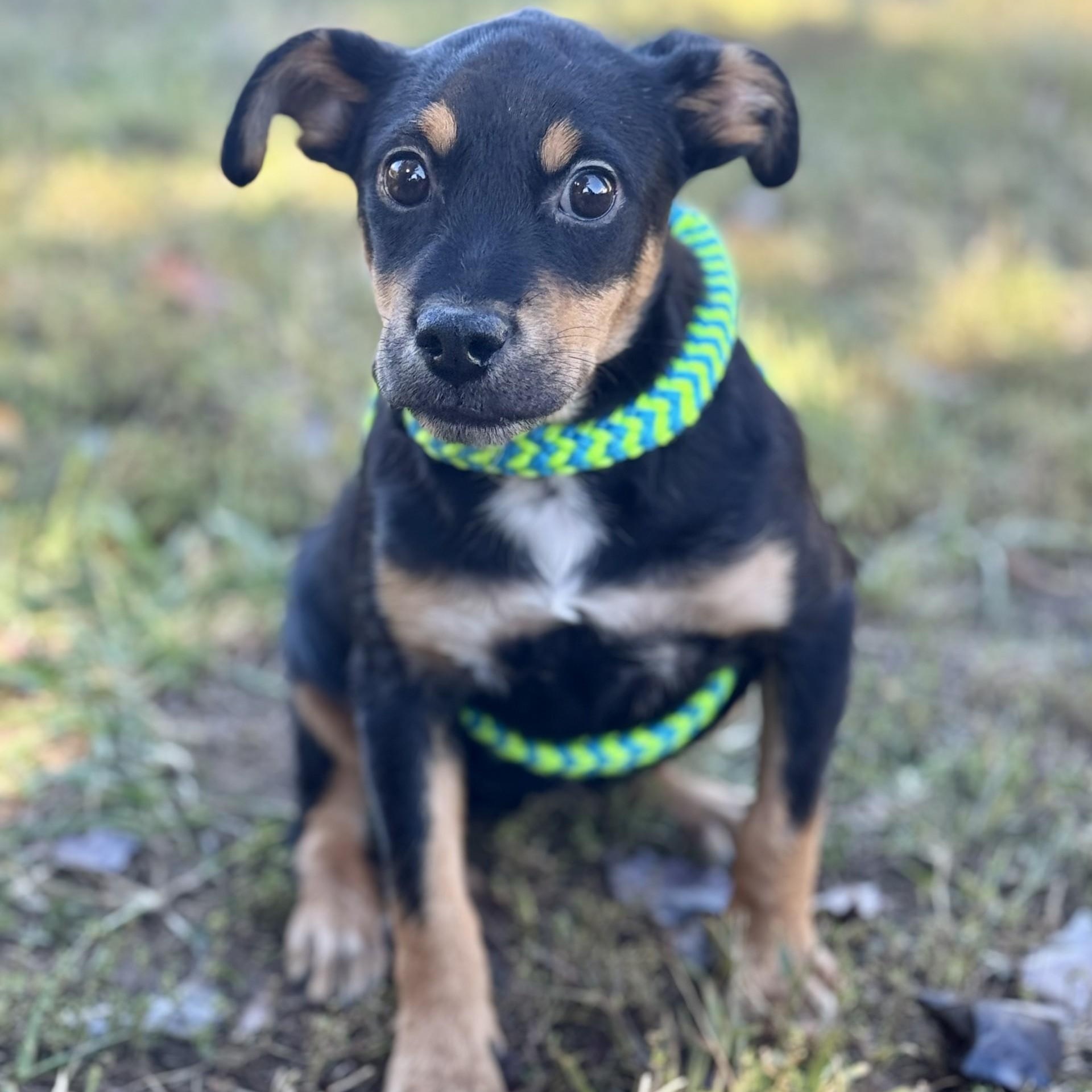 Jaz Chester (CONC-A-8940)