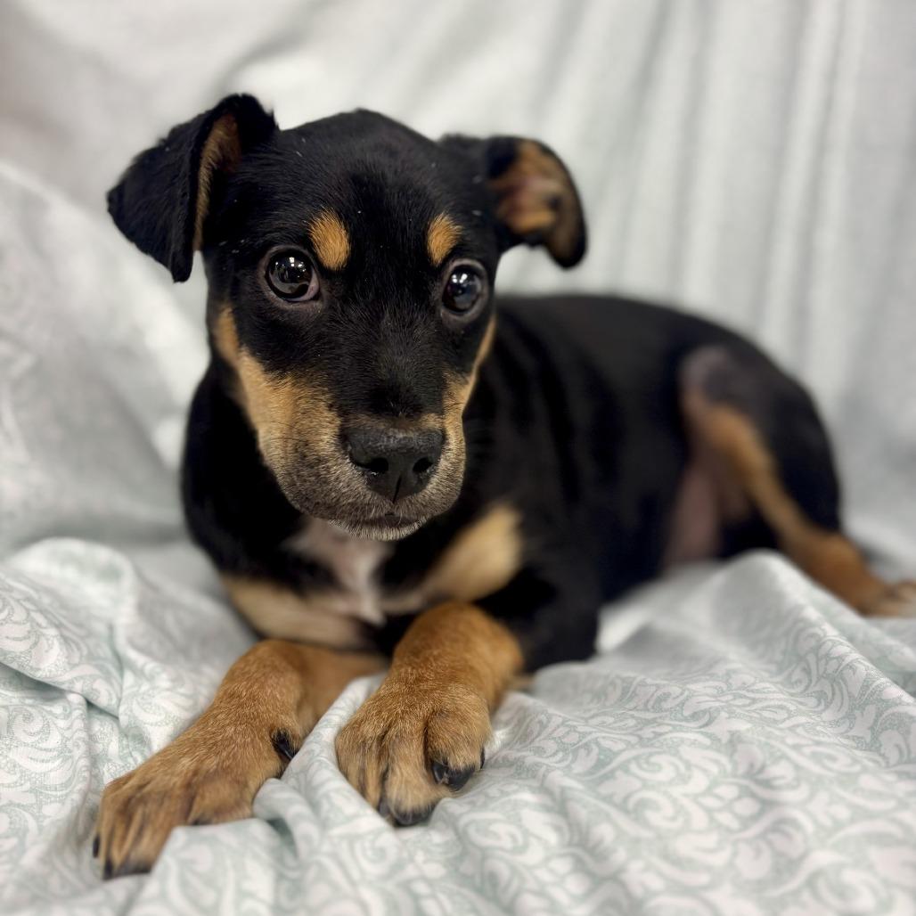 Jaz Chester (CONC-A-8940)