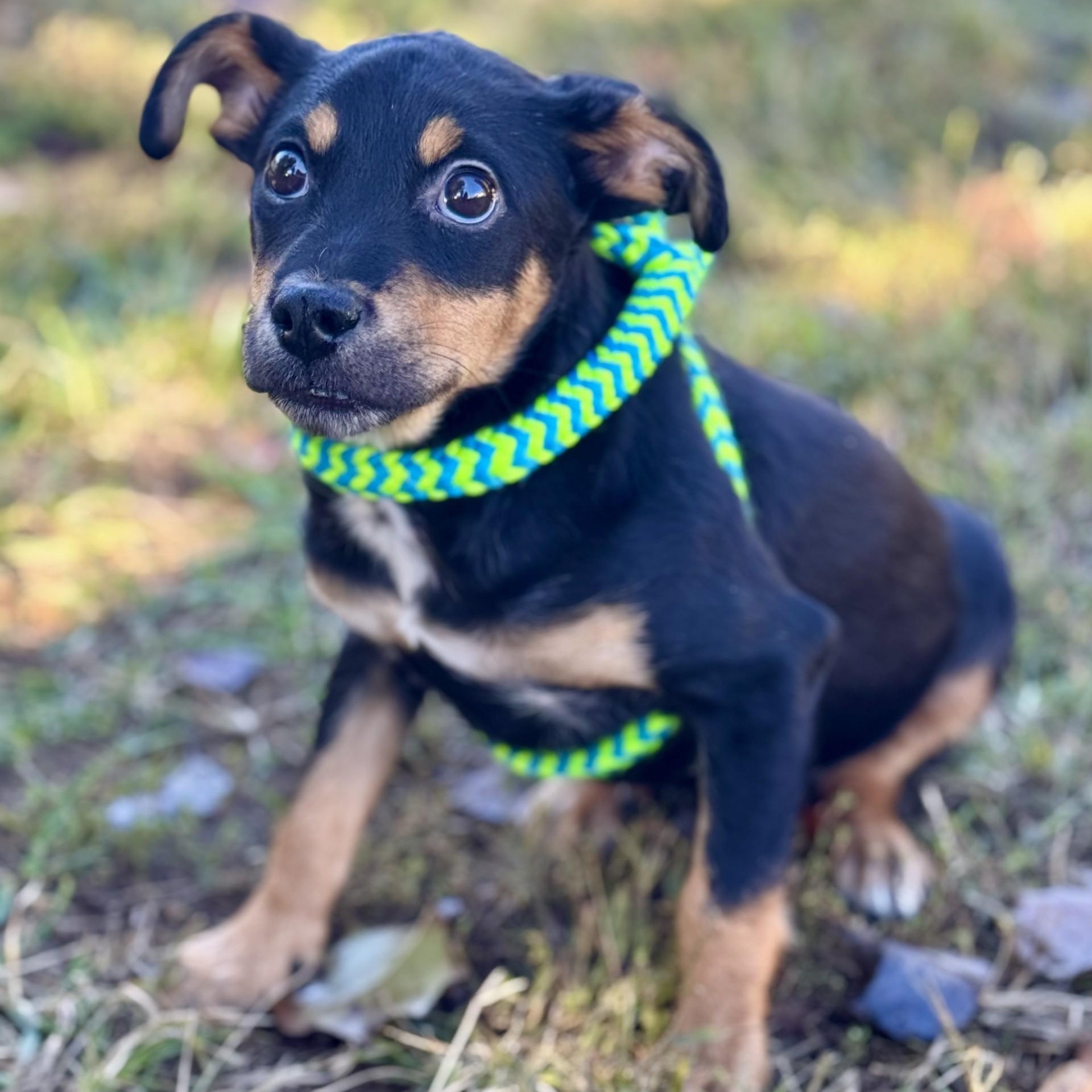 Jaz Chester (CONC-A-8940)