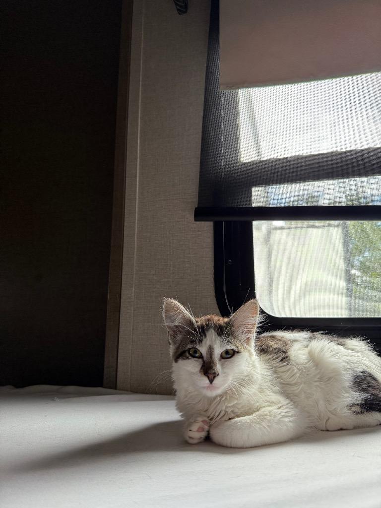 Enlarge Fig, a Adoptable Domestic Medium Hair in Meridian, ID image 1/5
