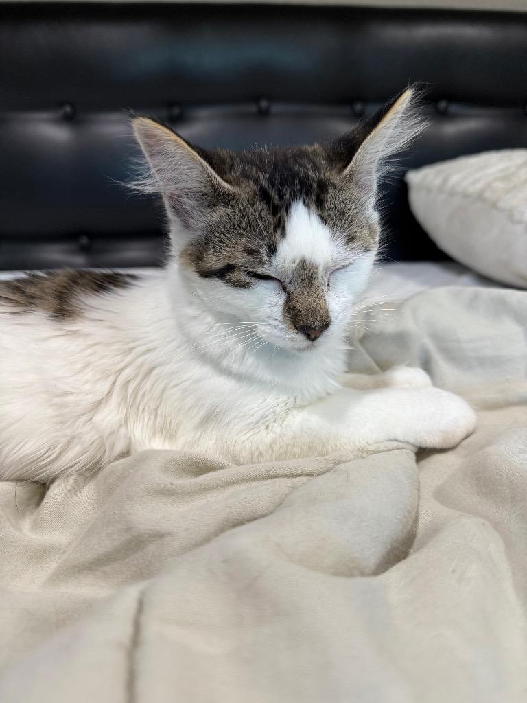 Enlarge Fig, a Adoptable Domestic Medium Hair in Meridian, ID image 2/5