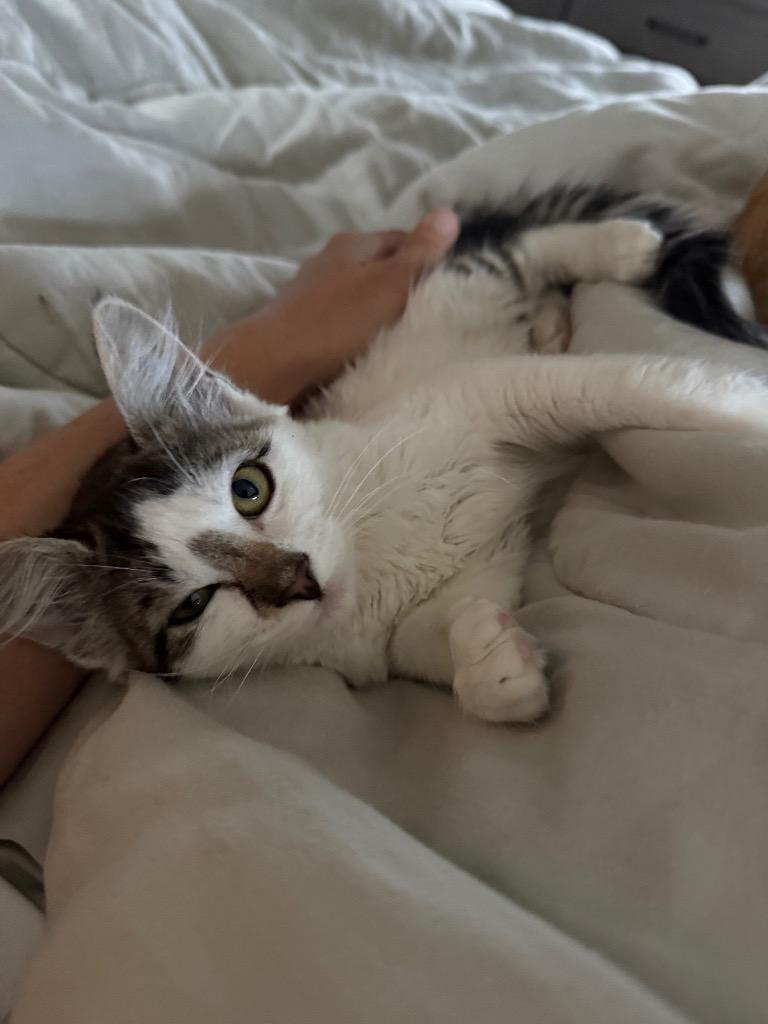 Enlarge Fig, a Adoptable Domestic Medium Hair in Meridian, ID image 3/5