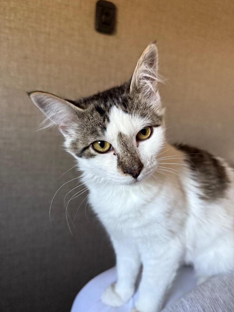 Enlarge Fig, a Adoptable Domestic Medium Hair in Meridian, ID image 5/5
