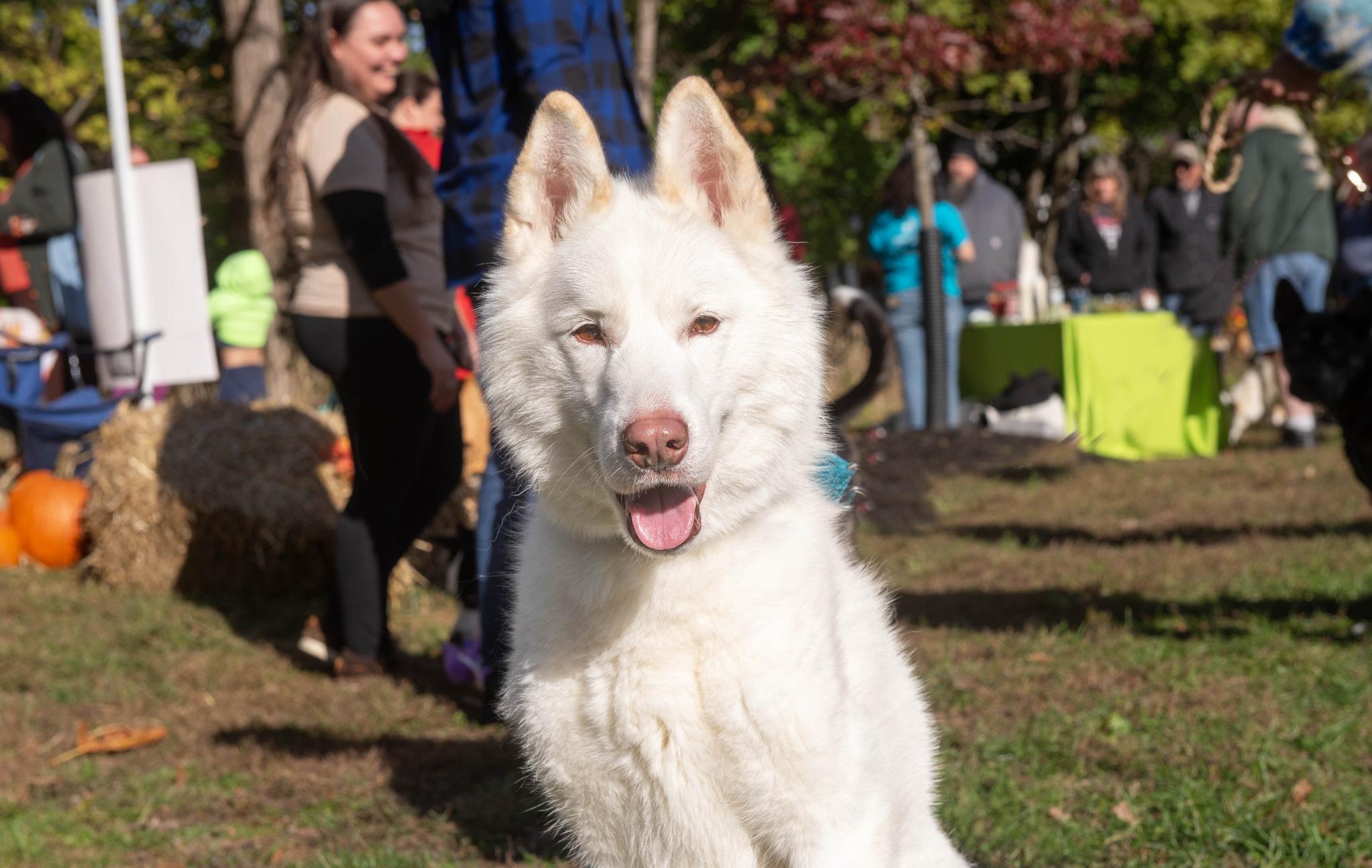 Enlarge Timber, a Adoptable mixed breed in North Haledon, NJ image 1/6