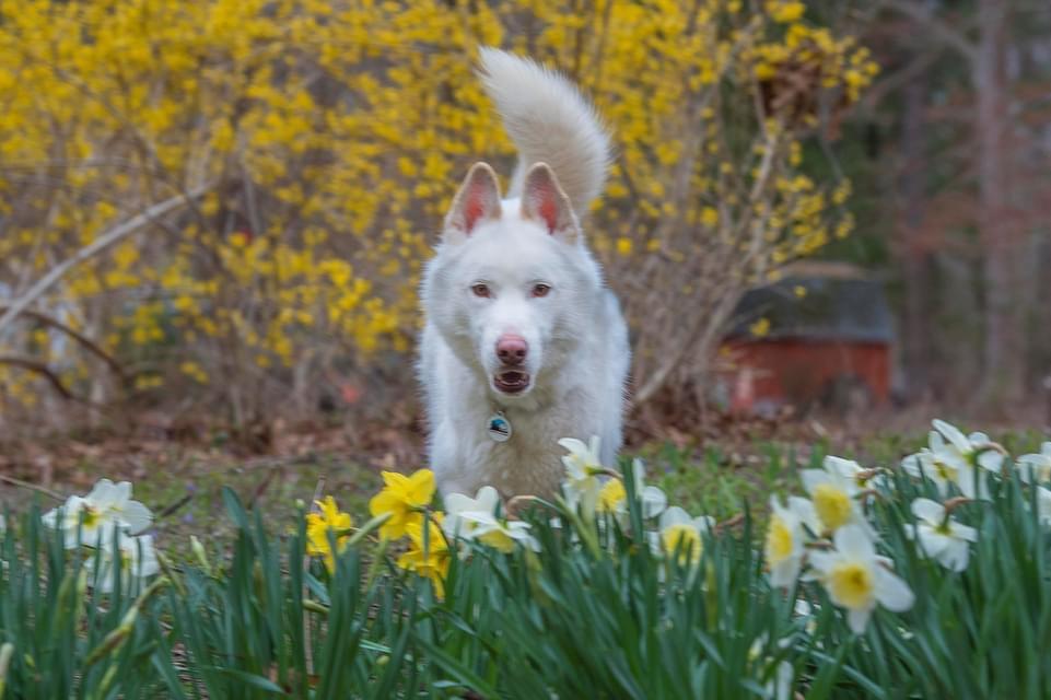 Enlarge Timber, a Adoptable mixed breed in North Haledon, NJ image 3/6