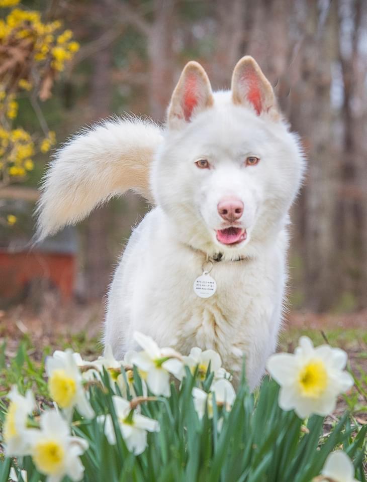 Enlarge Timber, a Adoptable mixed breed in North Haledon, NJ image 4/6