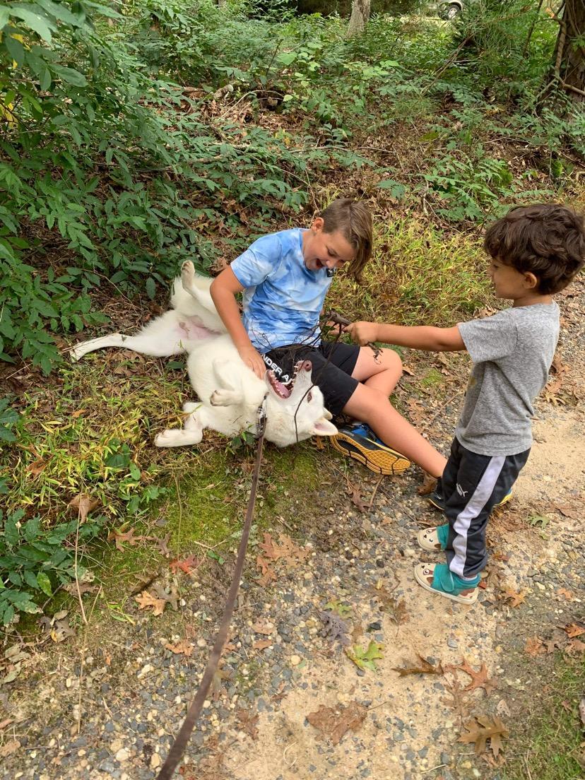 Enlarge Timber, a Adoptable mixed breed in North Haledon, NJ image 5/6