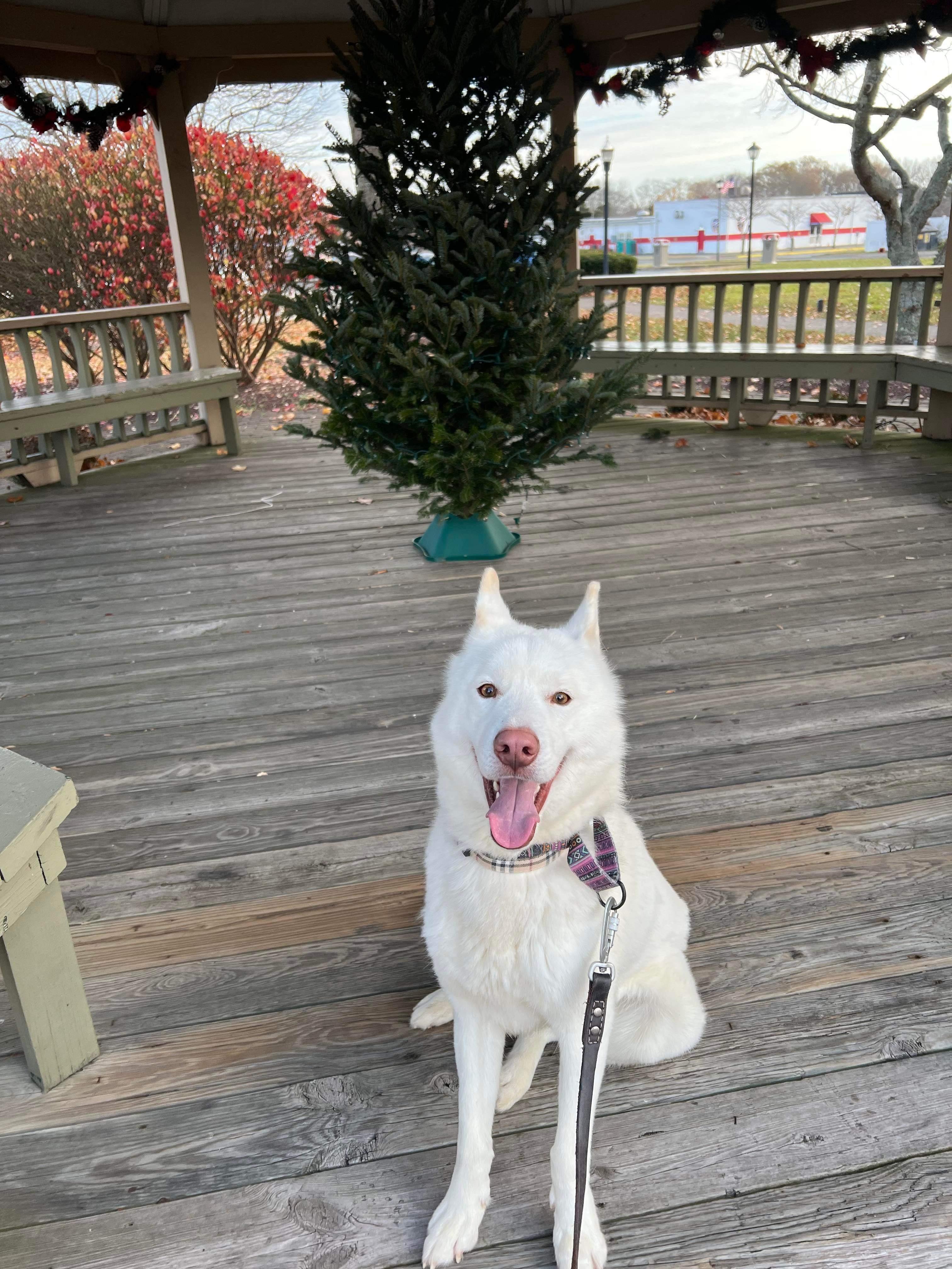 Enlarge Timber, a Adoptable mixed breed in North Haledon, NJ image 6/6