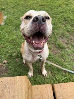 Tango, Adoptable, Adult Male Pit Bull Terrier & Mixed Breed.