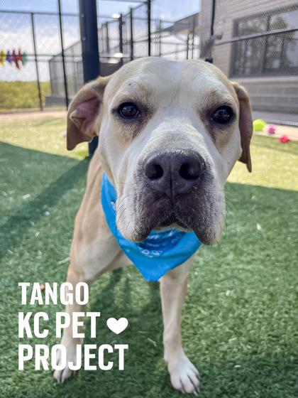 Tango, a Adoptable mixed breed in Kansas City, MO image 2/3