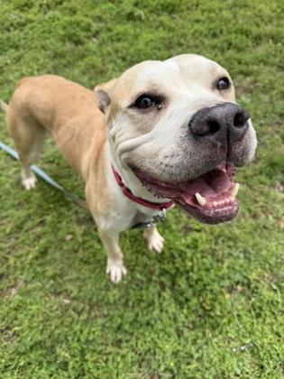 Tango, a Adoptable mixed breed in Kansas City, MO image 3/3