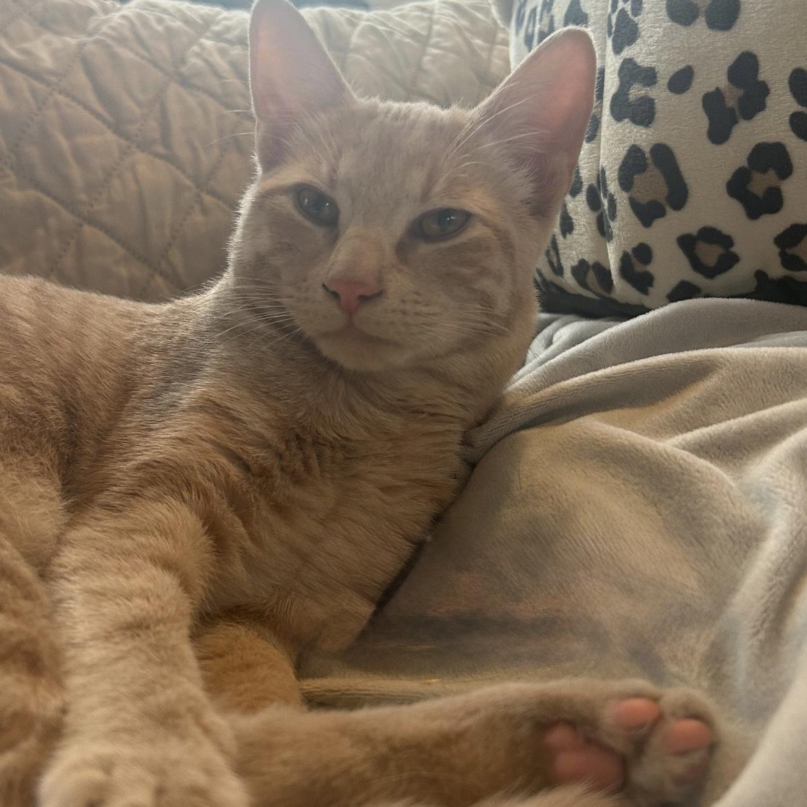 Enlarge Owen, an adopted Domestic Short Hair in Norwalk, CT image 1/3