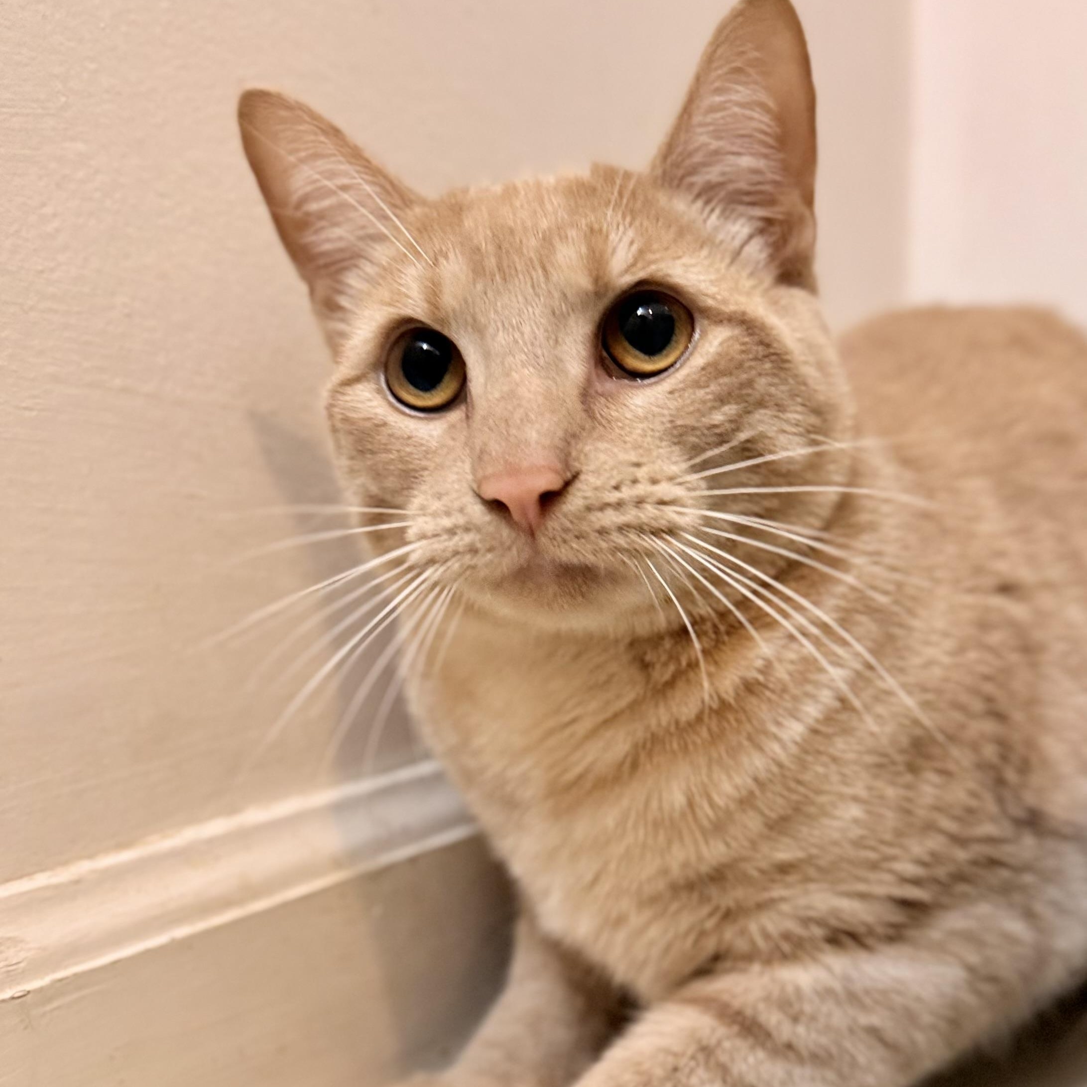 Enlarge Owen, an adoptable Domestic Short Hair in Norwalk, CT image 1/1