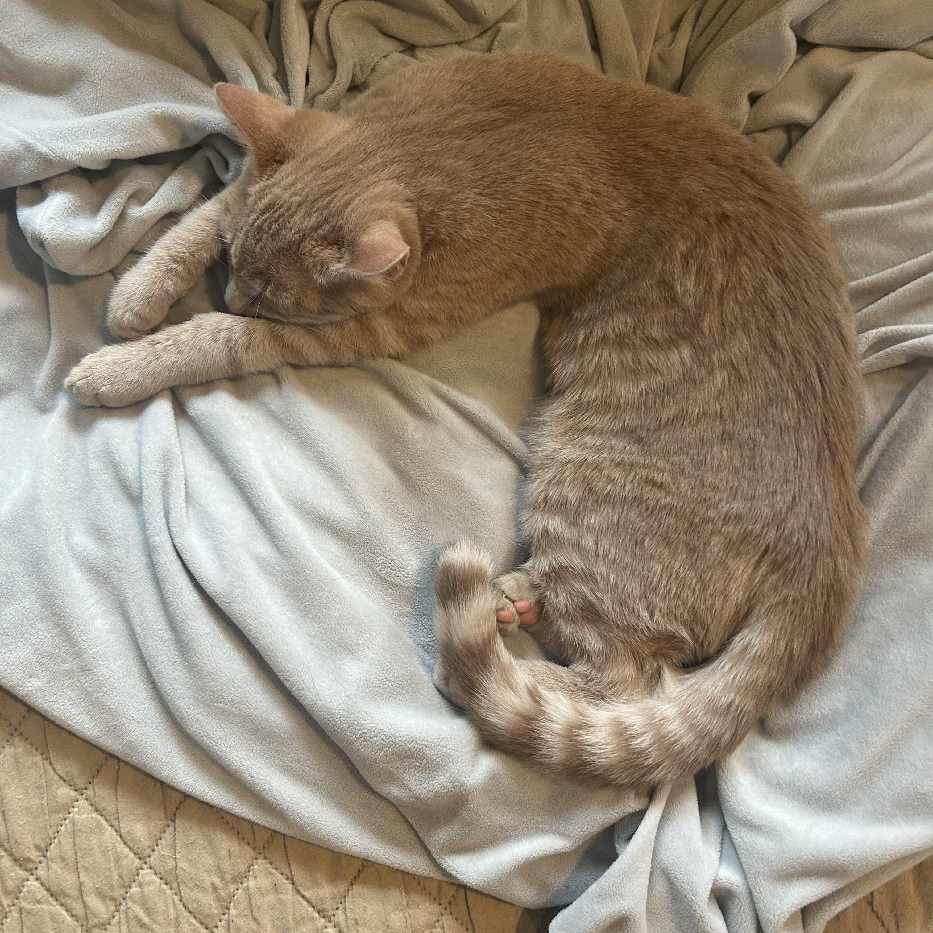 Enlarge Owen, an adopted Domestic Short Hair in Norwalk, CT image 2/3