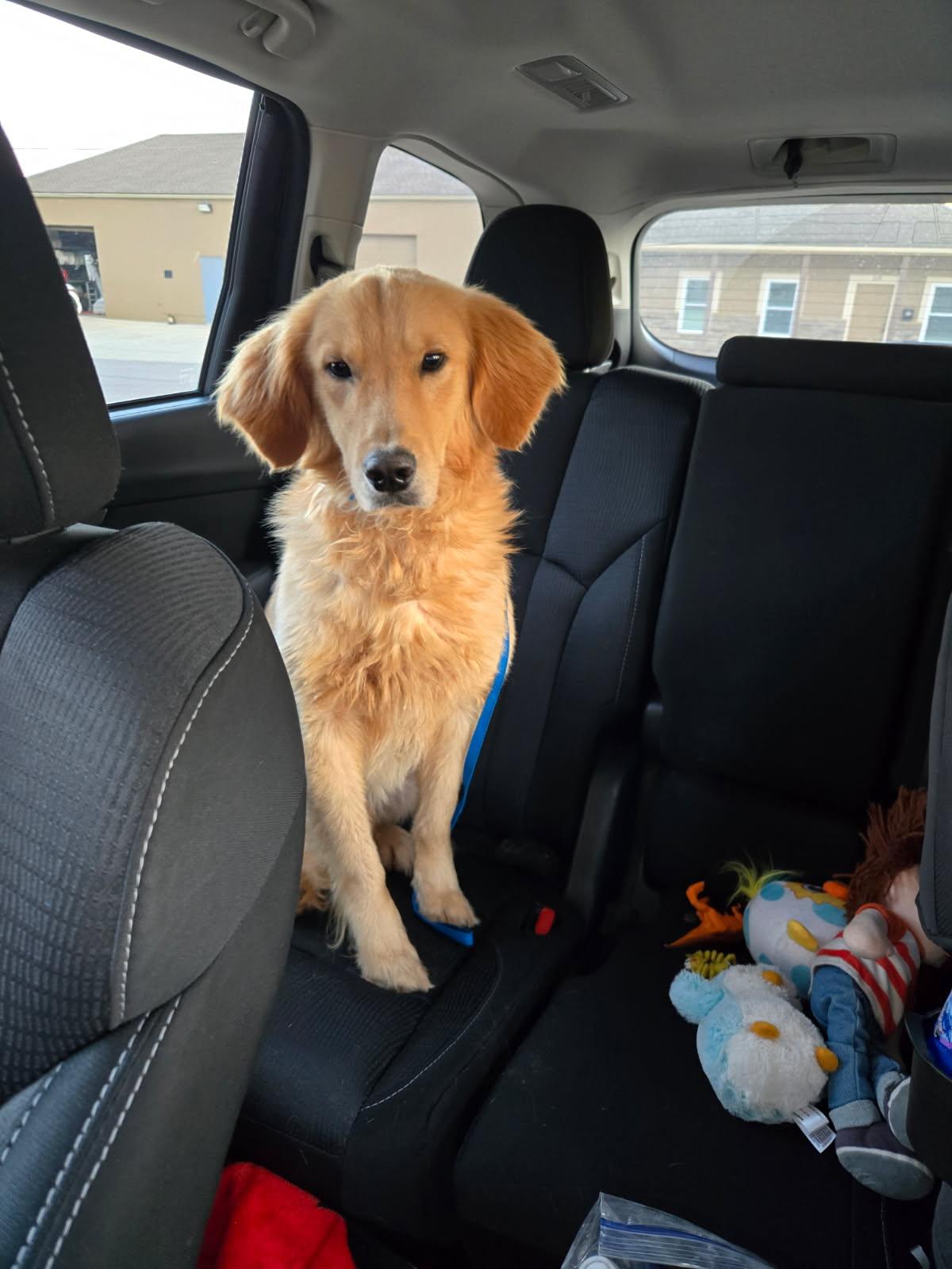 Milk, Adoptable, Young Male Golden Retriever.
