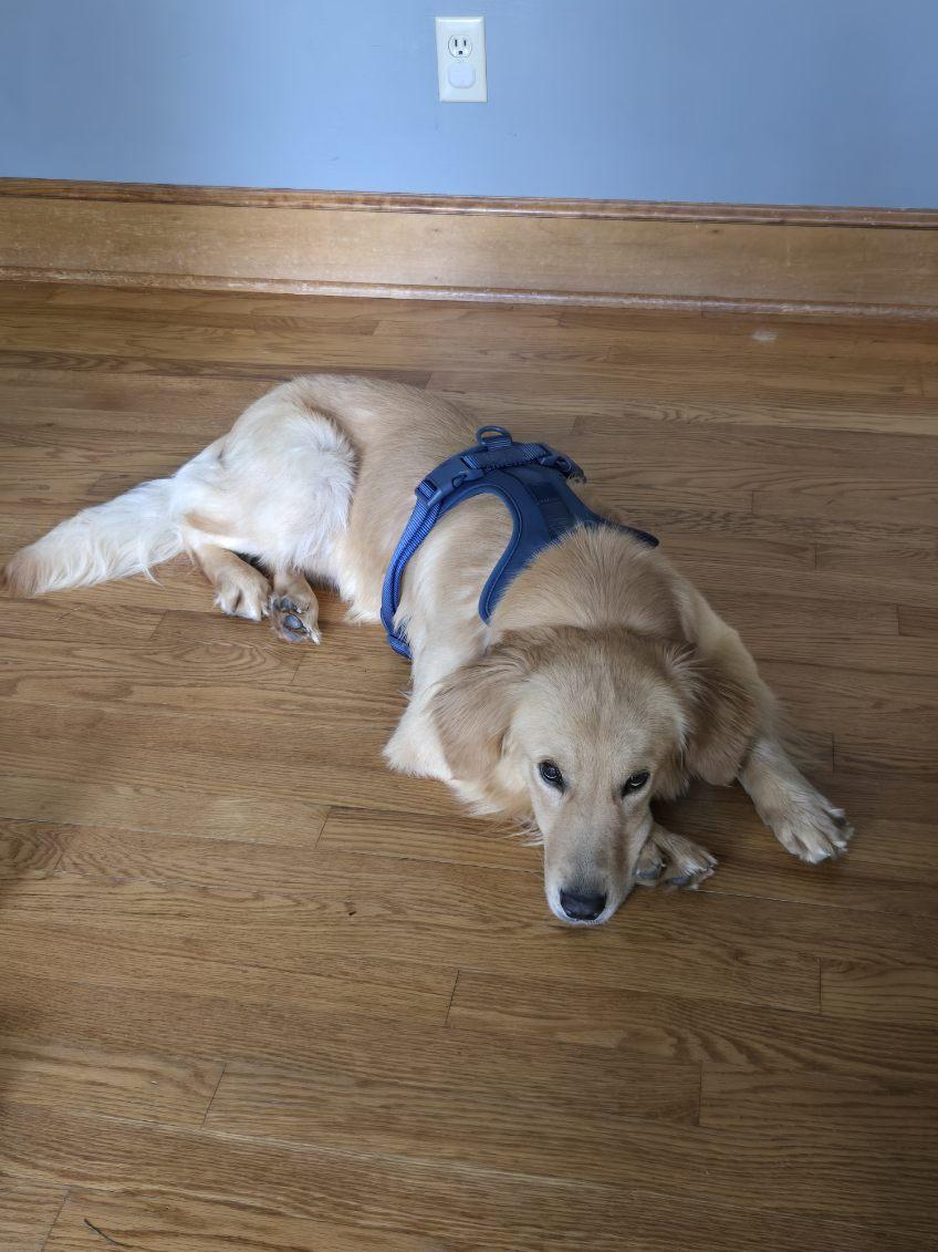 Enlarge Milk, a Adoptable Golden Retriever in Blue Springs, MO image 2/2