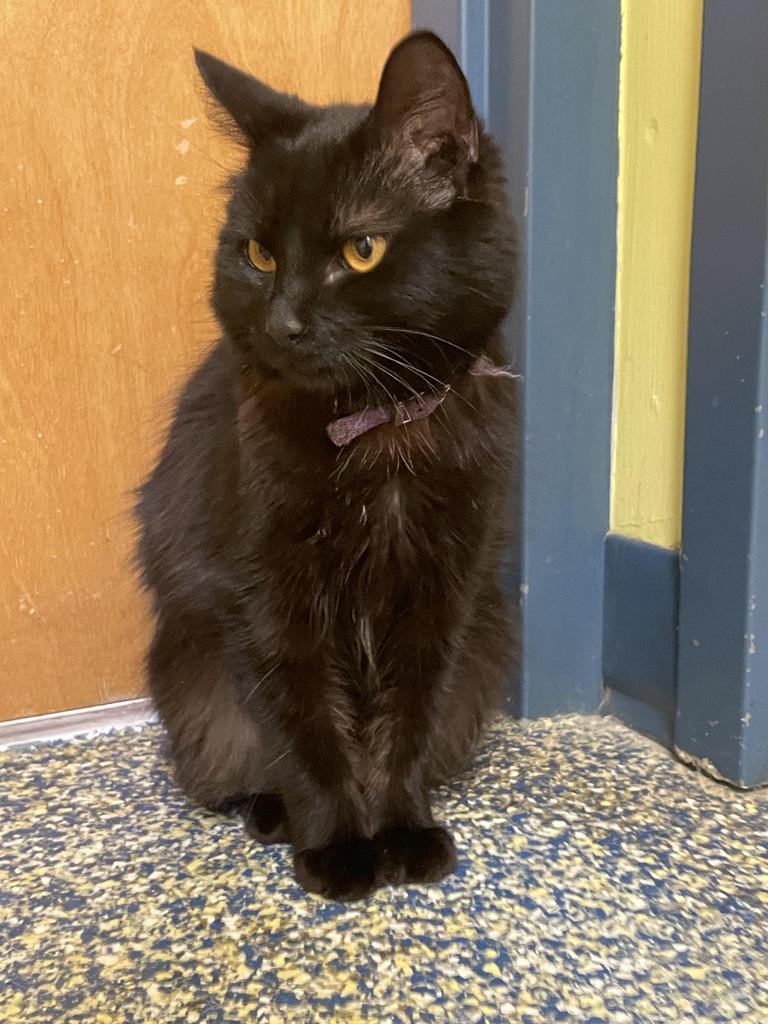 Enlarge Sunniva, a Adoptable mixed breed in Maumelle, AR image 1/6