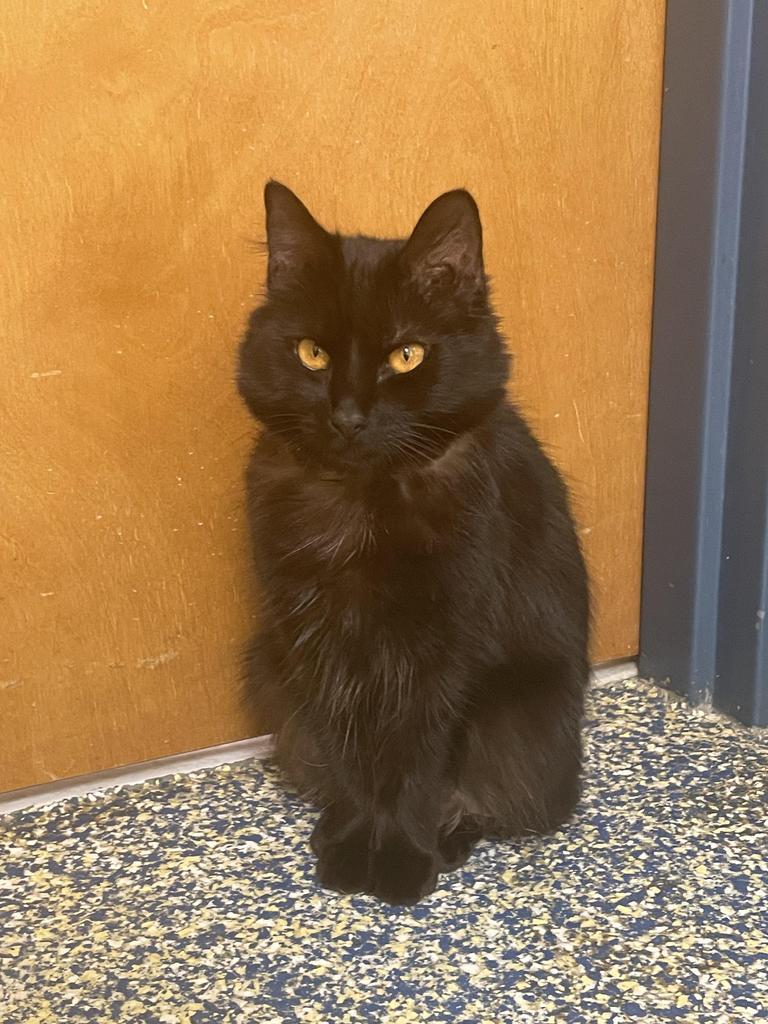 Enlarge Sunniva, a Adoptable mixed breed in Maumelle, AR image 2/6