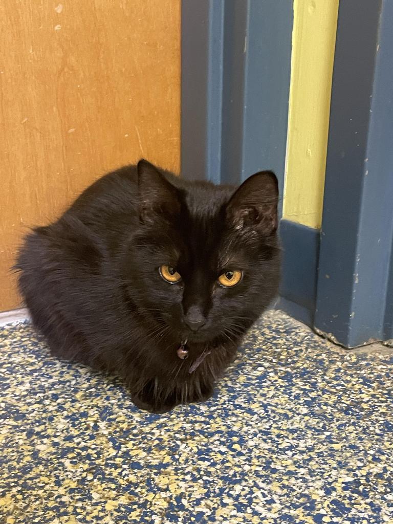 Enlarge Sunniva, a Adoptable mixed breed in Maumelle, AR image 3/6