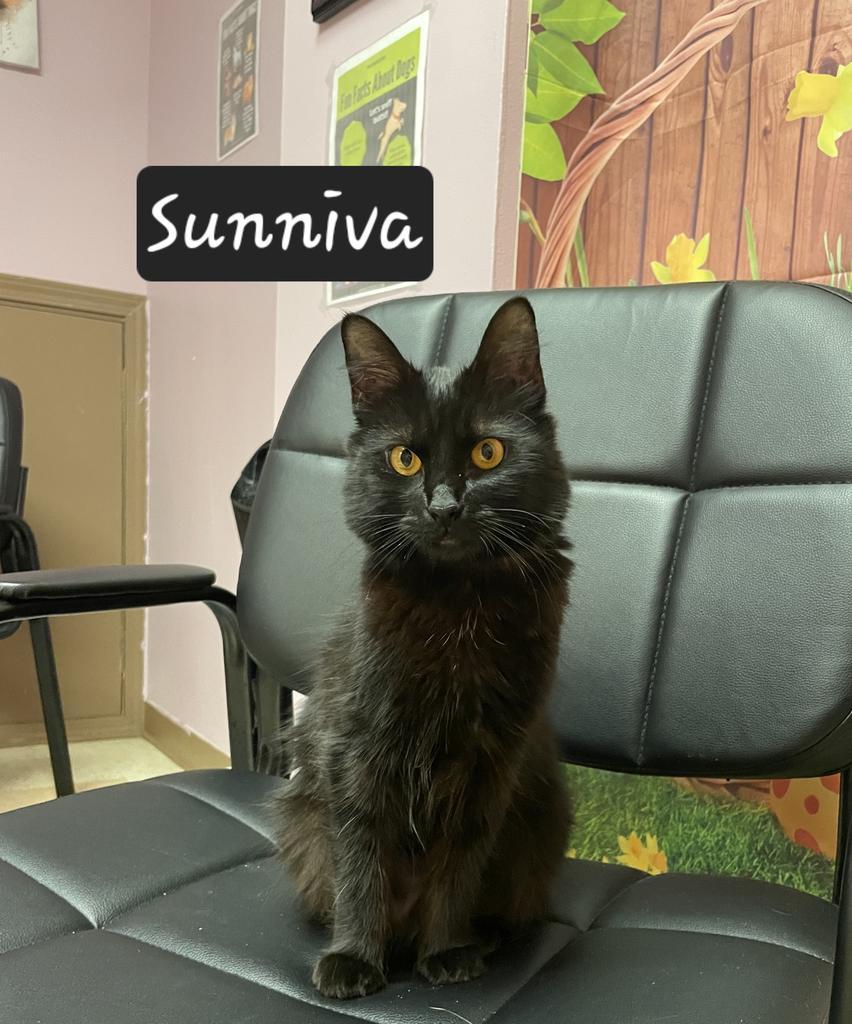 Enlarge Sunniva, a Adoptable mixed breed in Maumelle, AR image 4/6