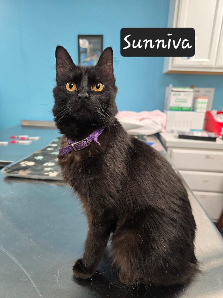 Enlarge Sunniva, a Adoptable mixed breed in Maumelle, AR image 5/6