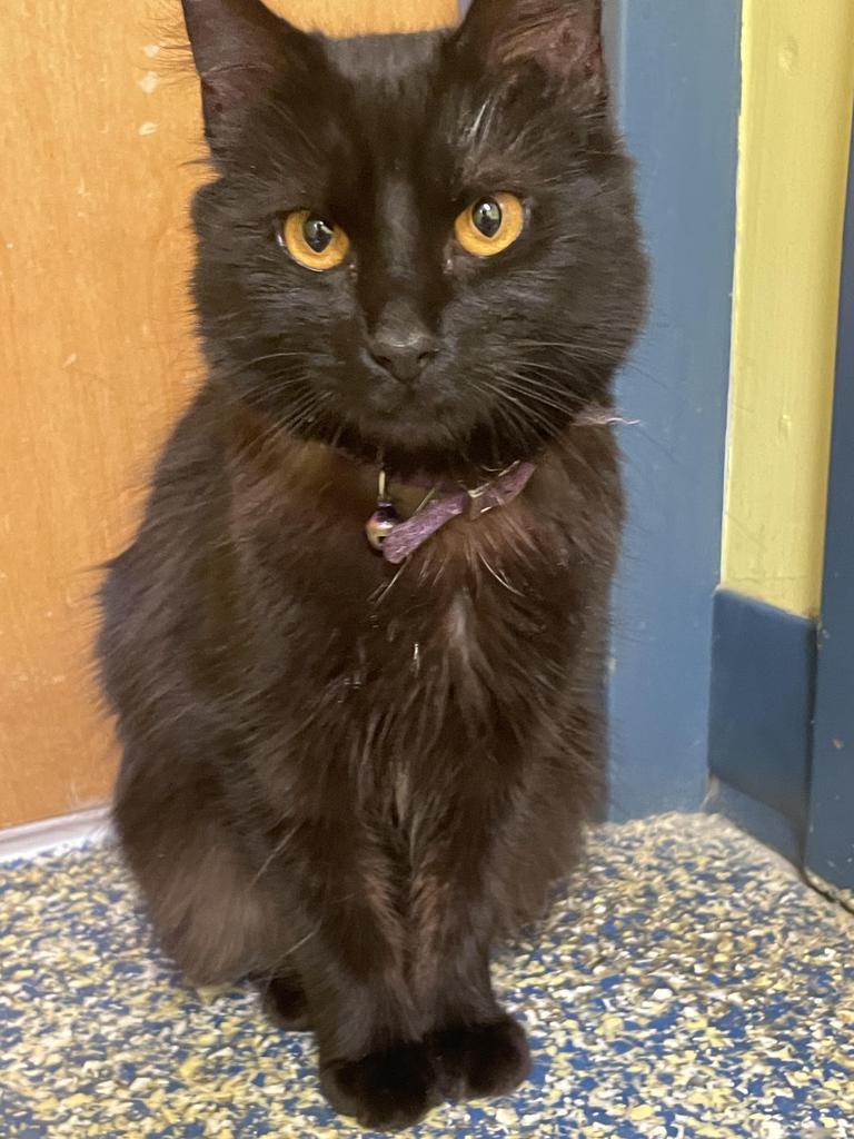 Enlarge Sunniva, a Adoptable mixed breed in Maumelle, AR image 6/6