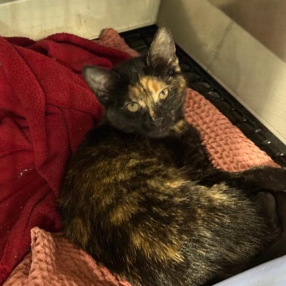 LANEY, an adoptable Domestic Short Hair in Gresham, WI, 54128 | Photo Image 1