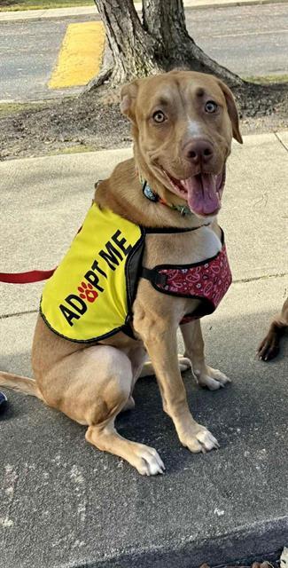 Enlarge BO, a Adoptable mixed breed in Fayetteville, NC image 1/1