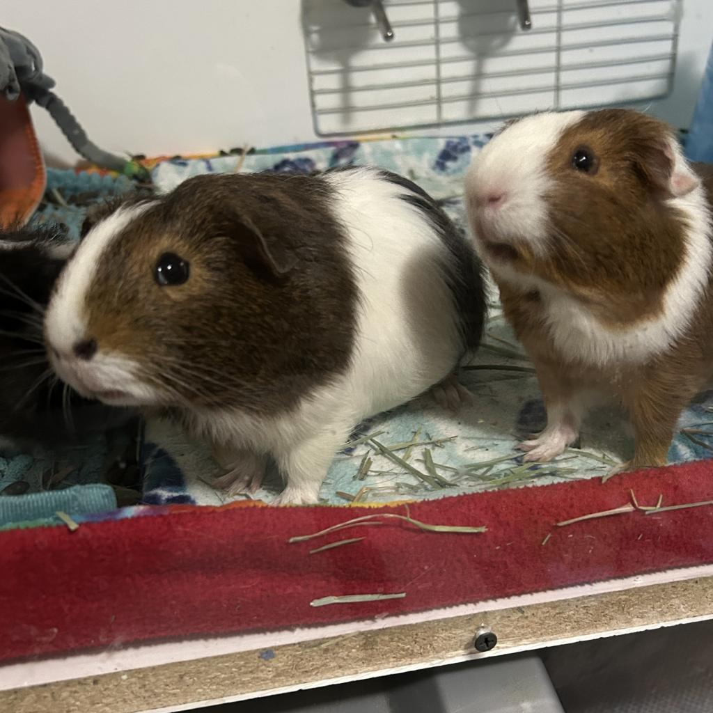 Leo, Adoptable, Adult Male Guinea Pig.