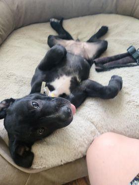 Enlarge Millie, a Adopted mixed breed in Central Point, OR image 1/1