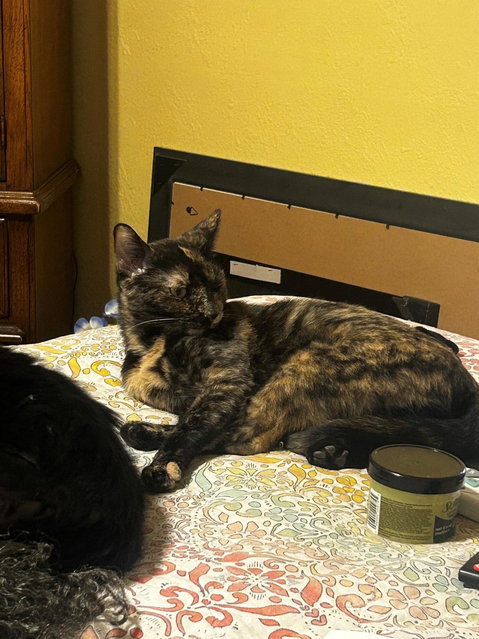 Enlarge Laleh, a Adopted Tortoiseshell in Phoenix, AZ image 1/1