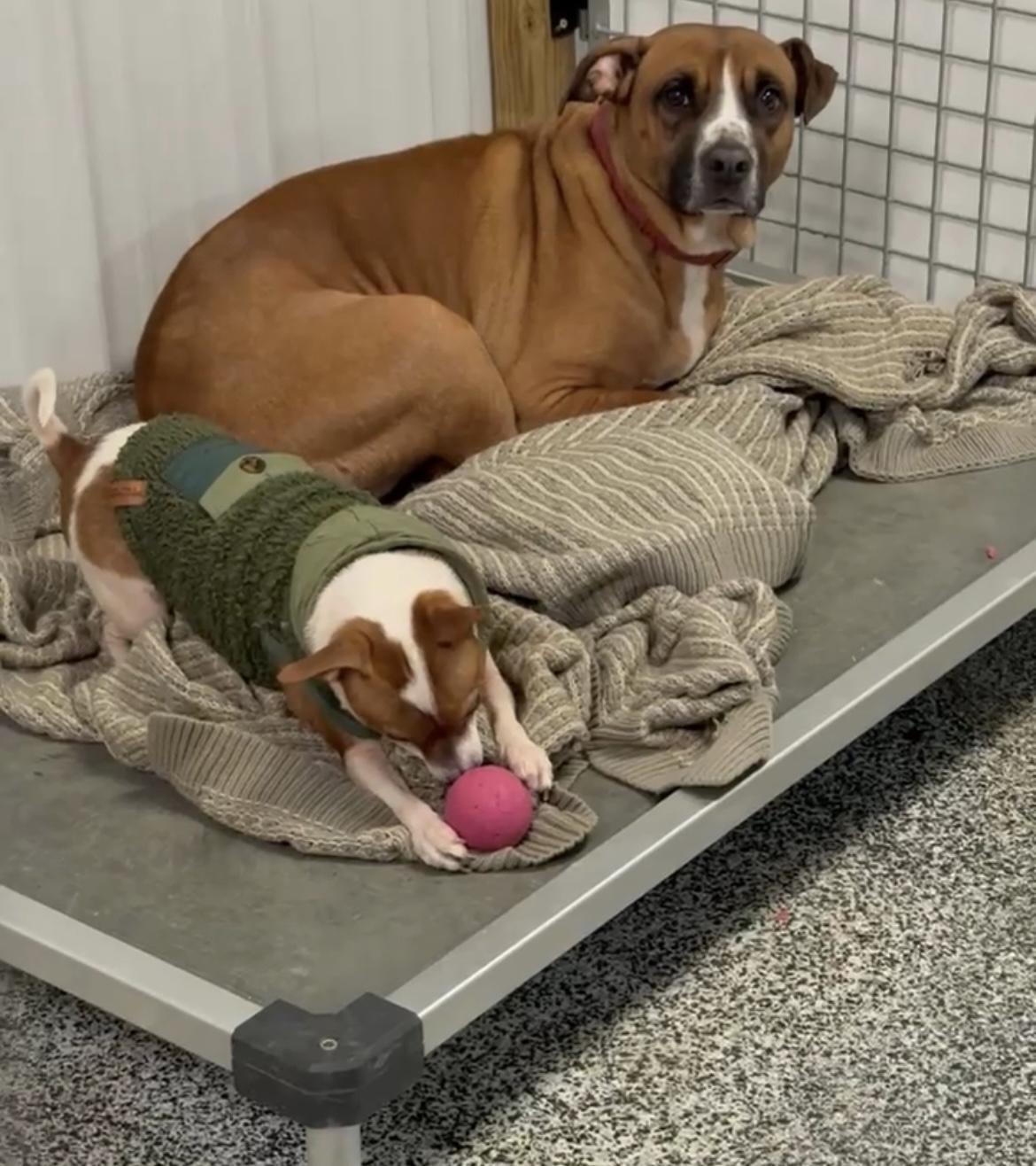 Kris, Adoptable, Adult Male Chihuahua.