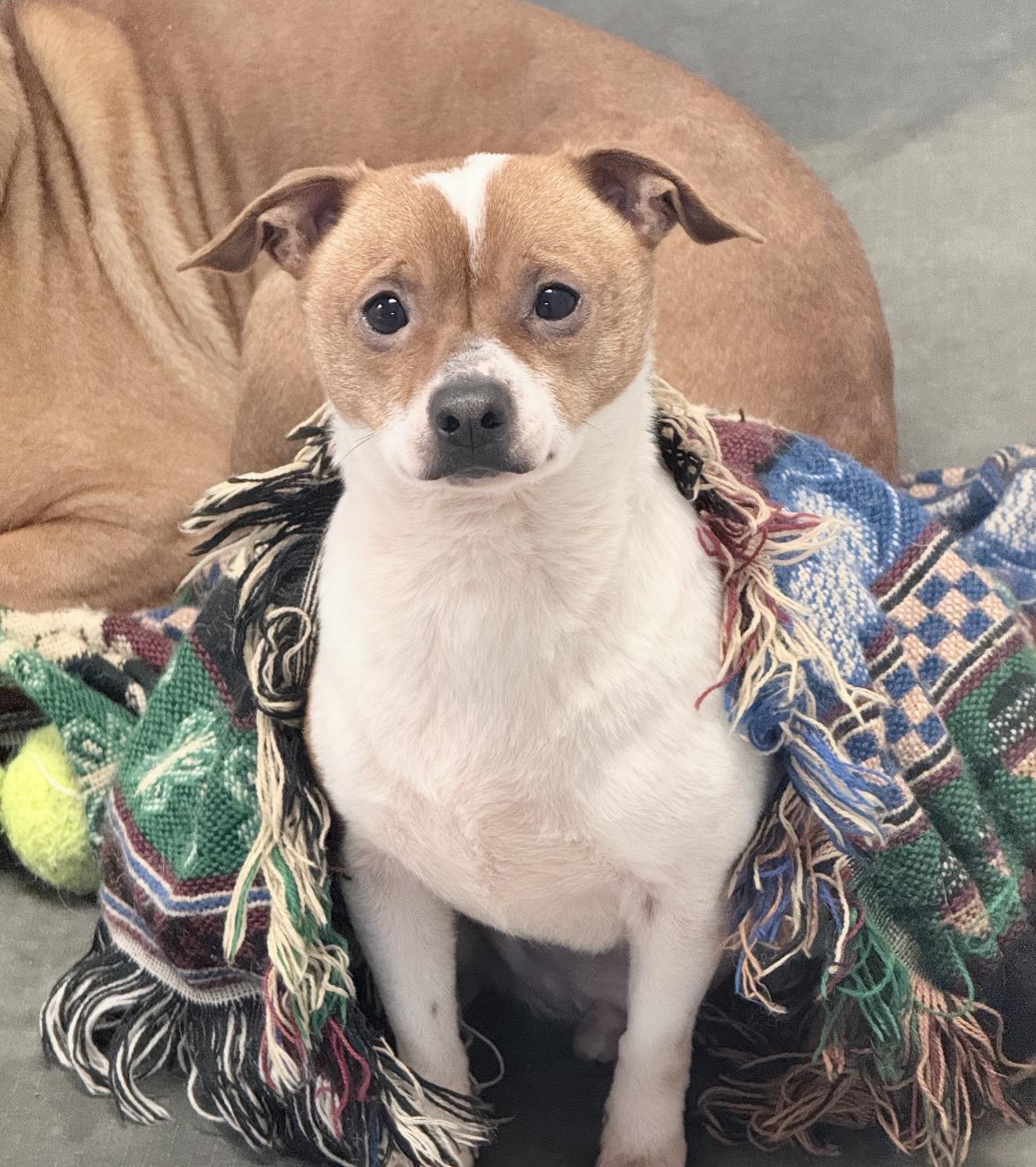 Kris, Adoptable, Adult Male Chihuahua.