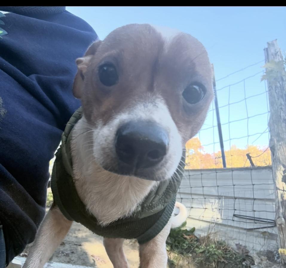 Kris, a Adoptable mixed breed in Junction City, KY image 1/3