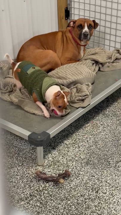 Enlarge Kris, a Adoptable mixed breed in Junction City, KY video 3/3