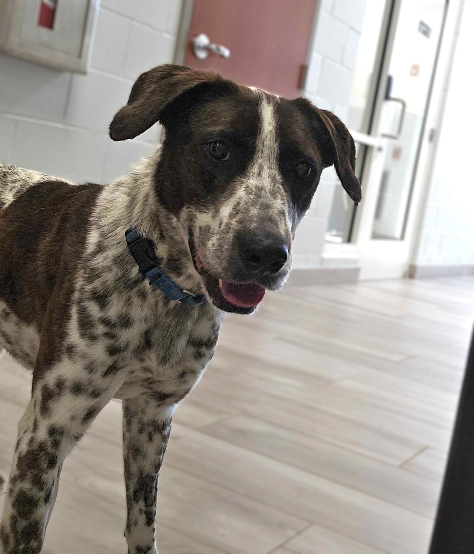 Jack-Jack , ADOPTABLE, Young Male German Shorthaired Pointer.